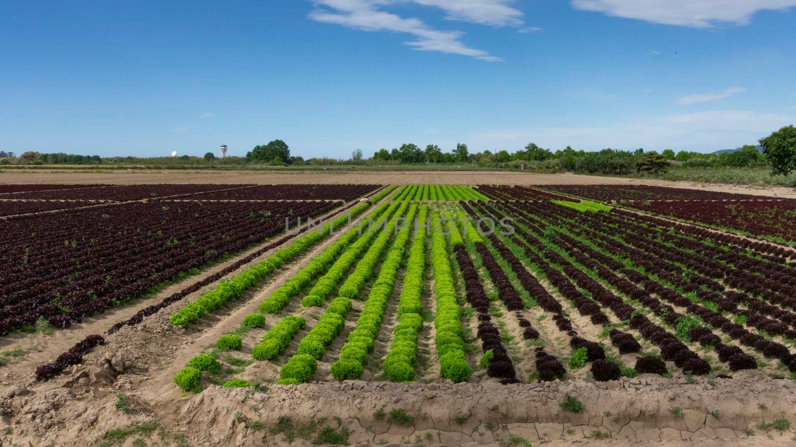 field dedicated to growing vegetables on a farm on the outskirts of Barcelona in Spain