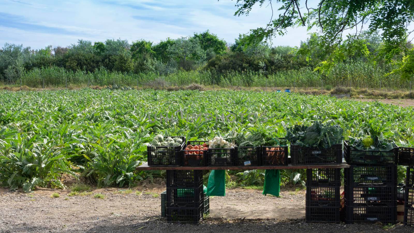 Vegetables sale on a farm on the outskirts of barcelona by loopneo