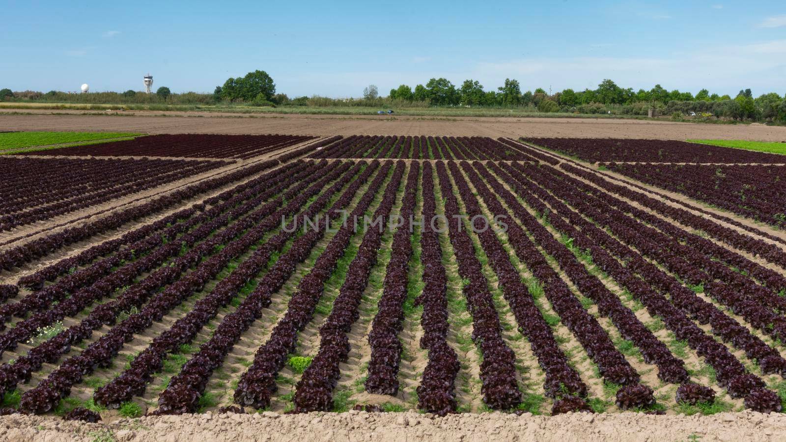 field dedicated to growing vegetables on a farm on the outskirts of Barcelona in Spain