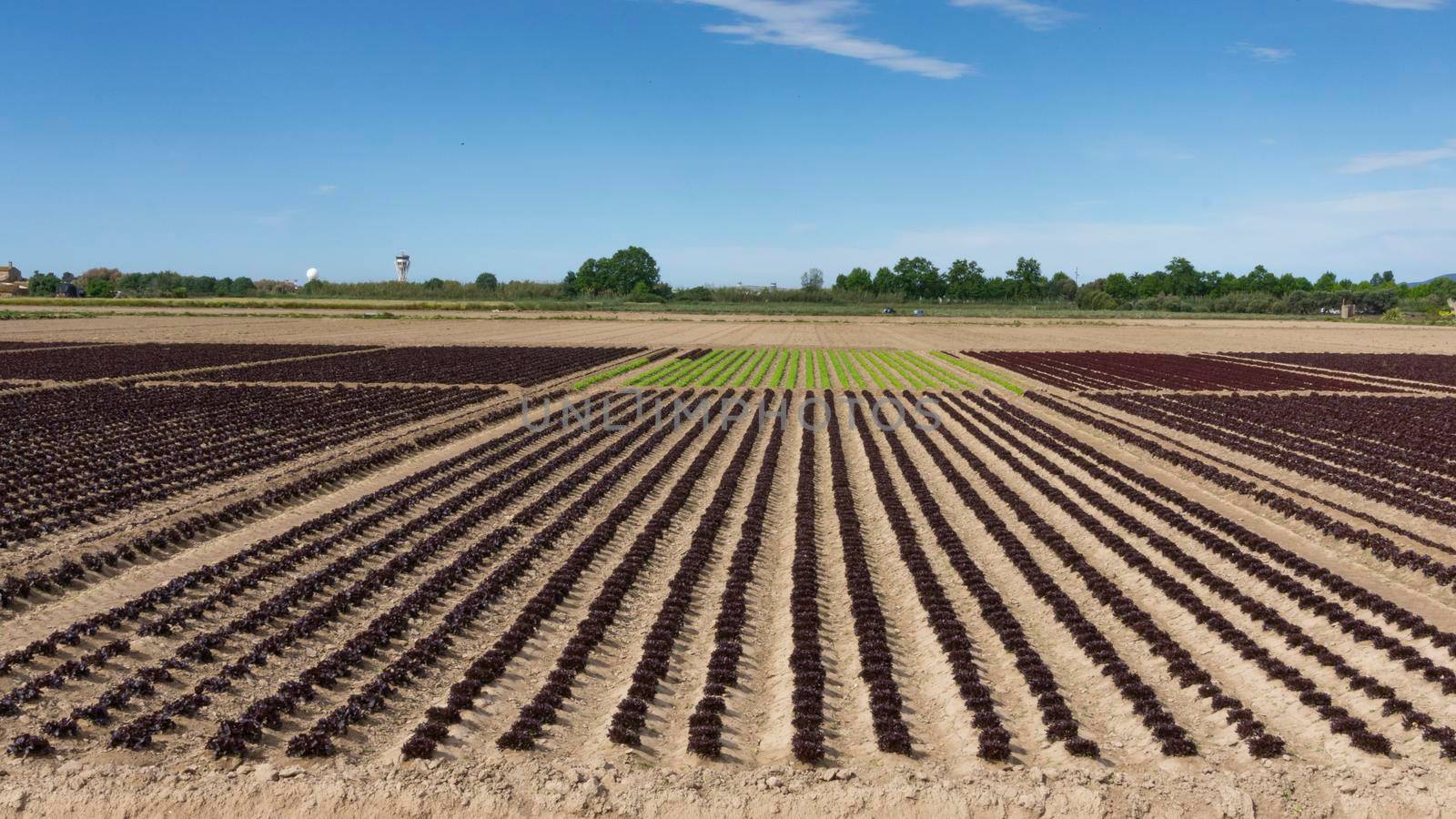 field dedicated to growing vegetables on a farm by loopneo