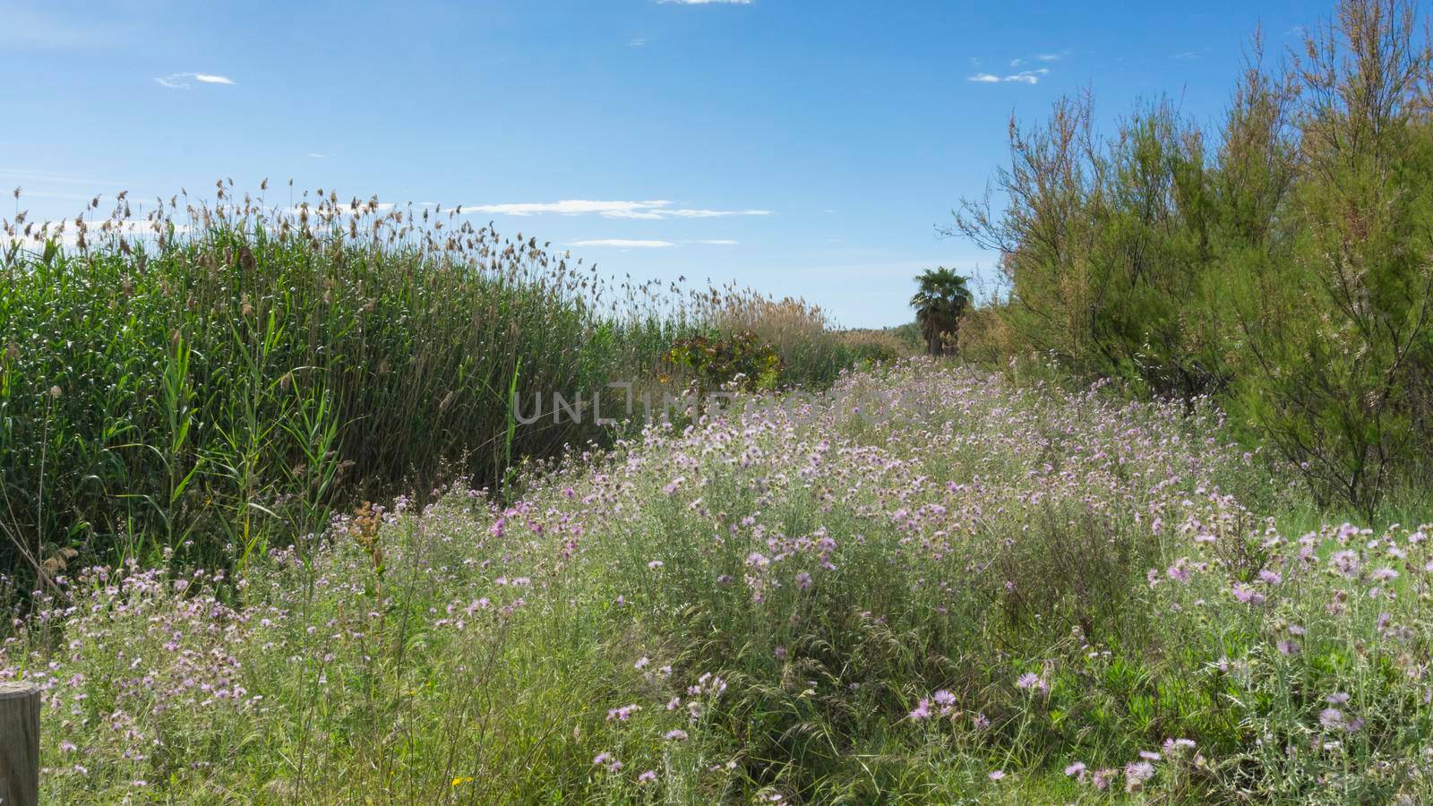 natural park on the outskirts of the city of barcelona in spain. El prat del llobregat