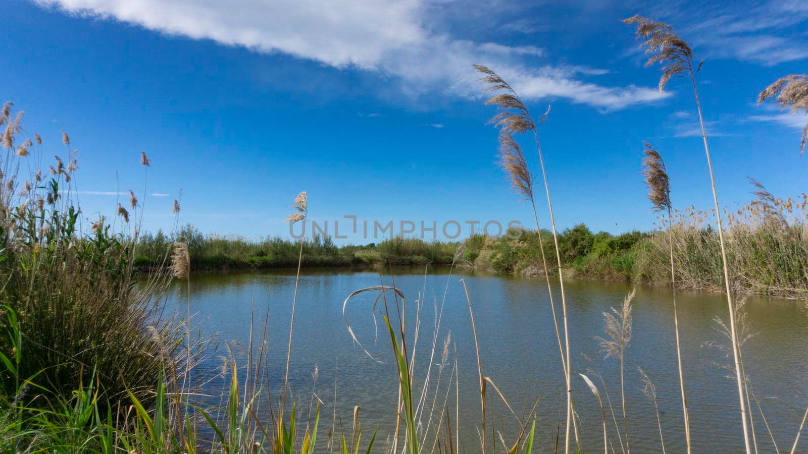 wild reed, in a natural park near barcelona in spain