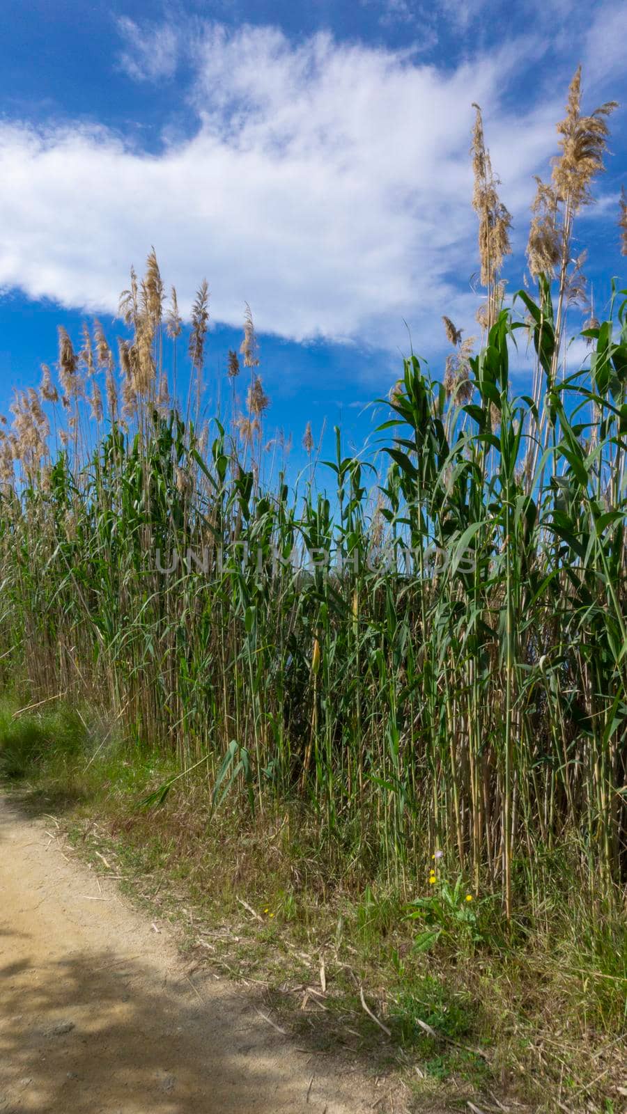 wild reed, in a natural park near barcelona in spain