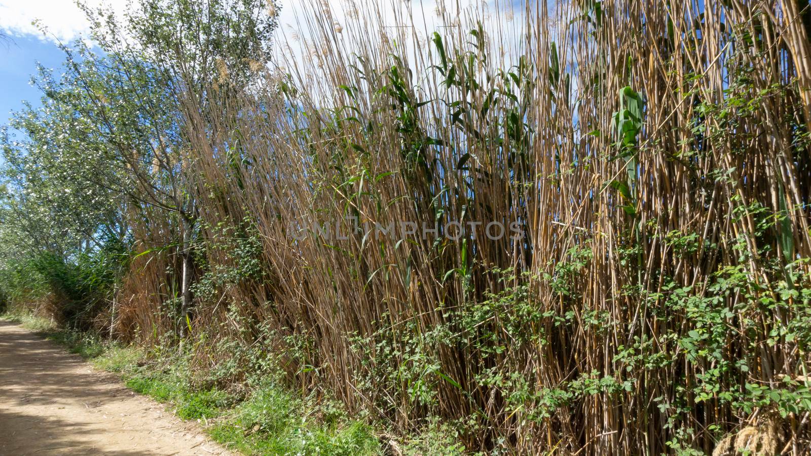 natural park on the outskirts of the city of barcelona by loopneo