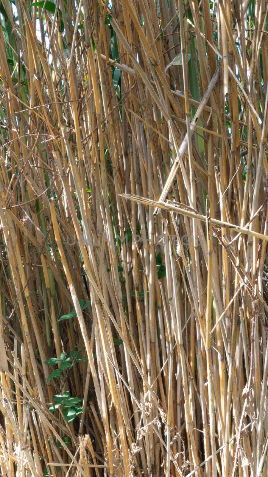 wild reed, in a natural park near barcelona by loopneo