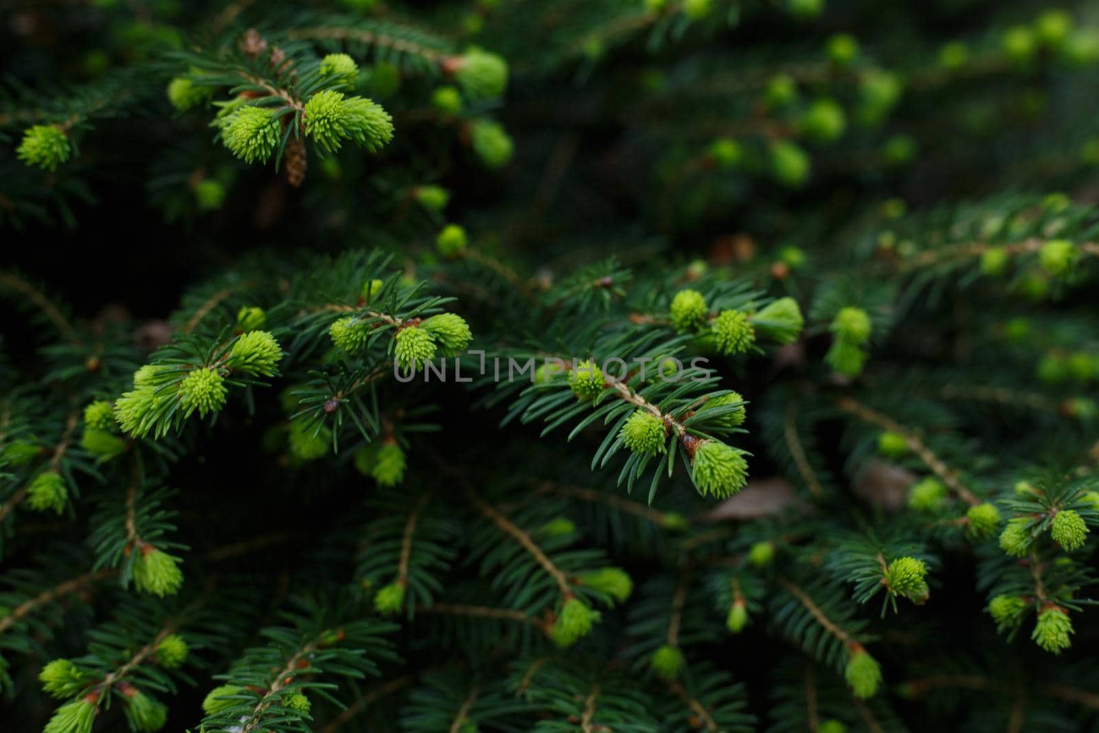 Selective focus, fir bud close up. Layout made of spruce branches with new growing needles. Pine tree background with copy space
