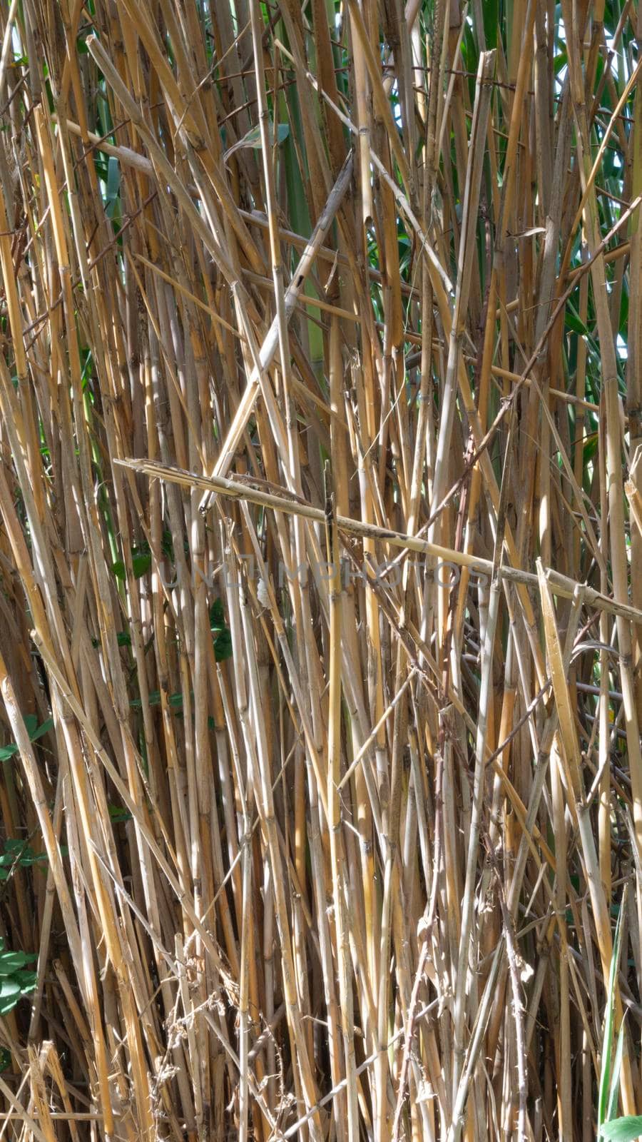 wild reed, in a natural park near barcelona by loopneo