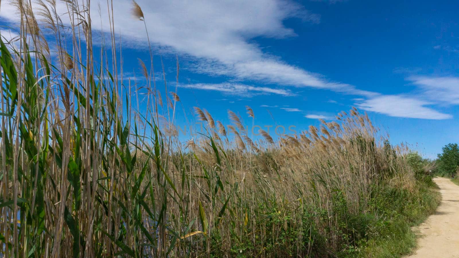 wild reed, in a natural park near barcelona in spain