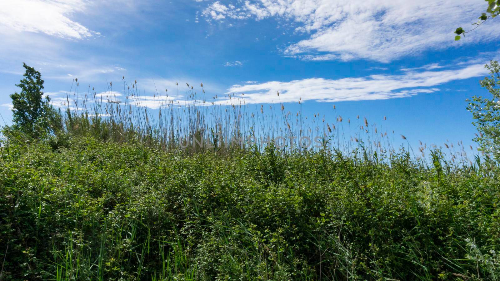 natural park on the outskirts of the city of barcelona in spain. El prat del llobregat