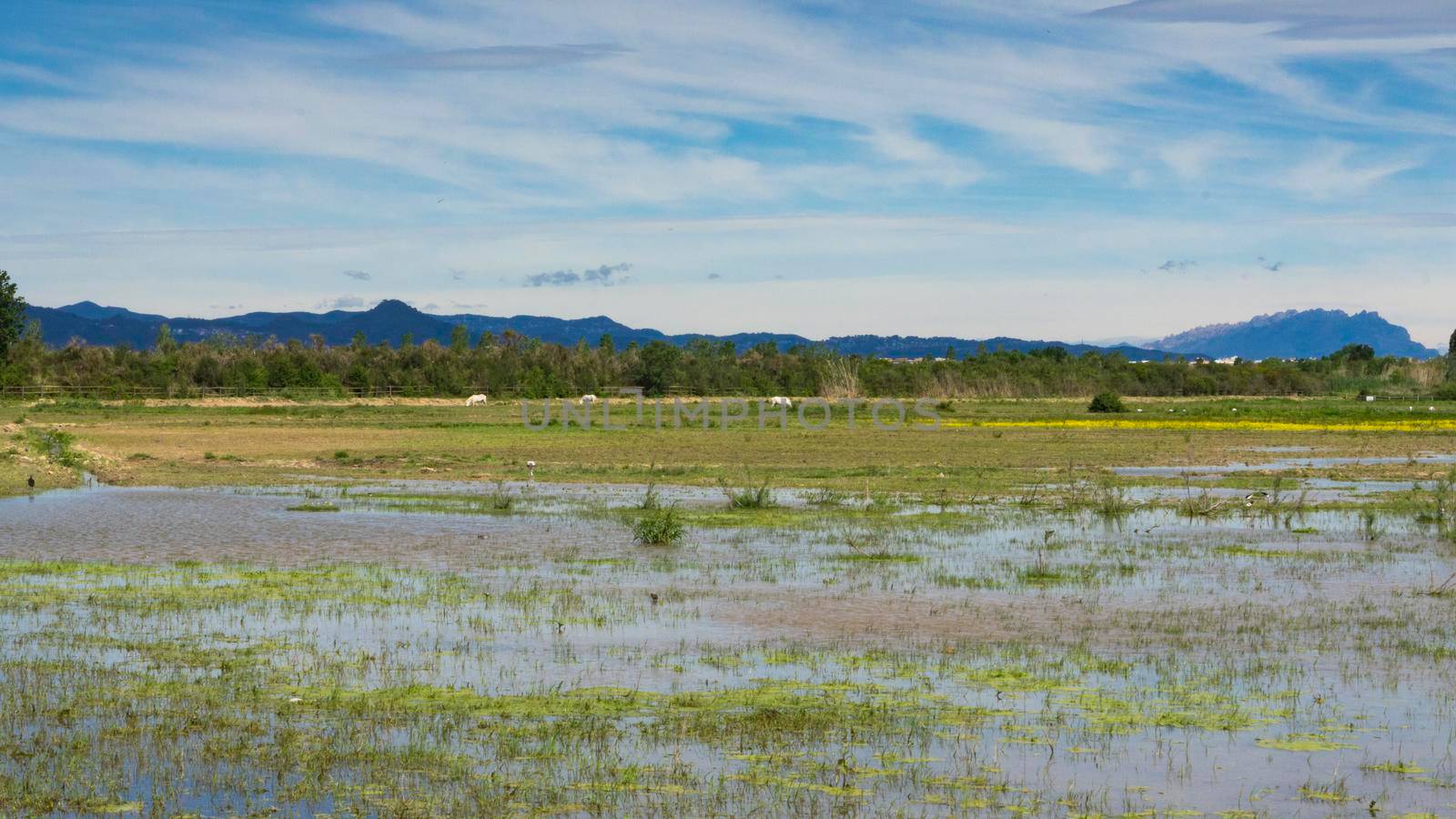 natural park on the outskirts of the city of barcelona in spain. El prat del llobregat