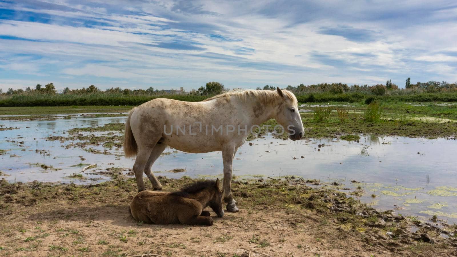 Female horse with her foal resting in a field by loopneo