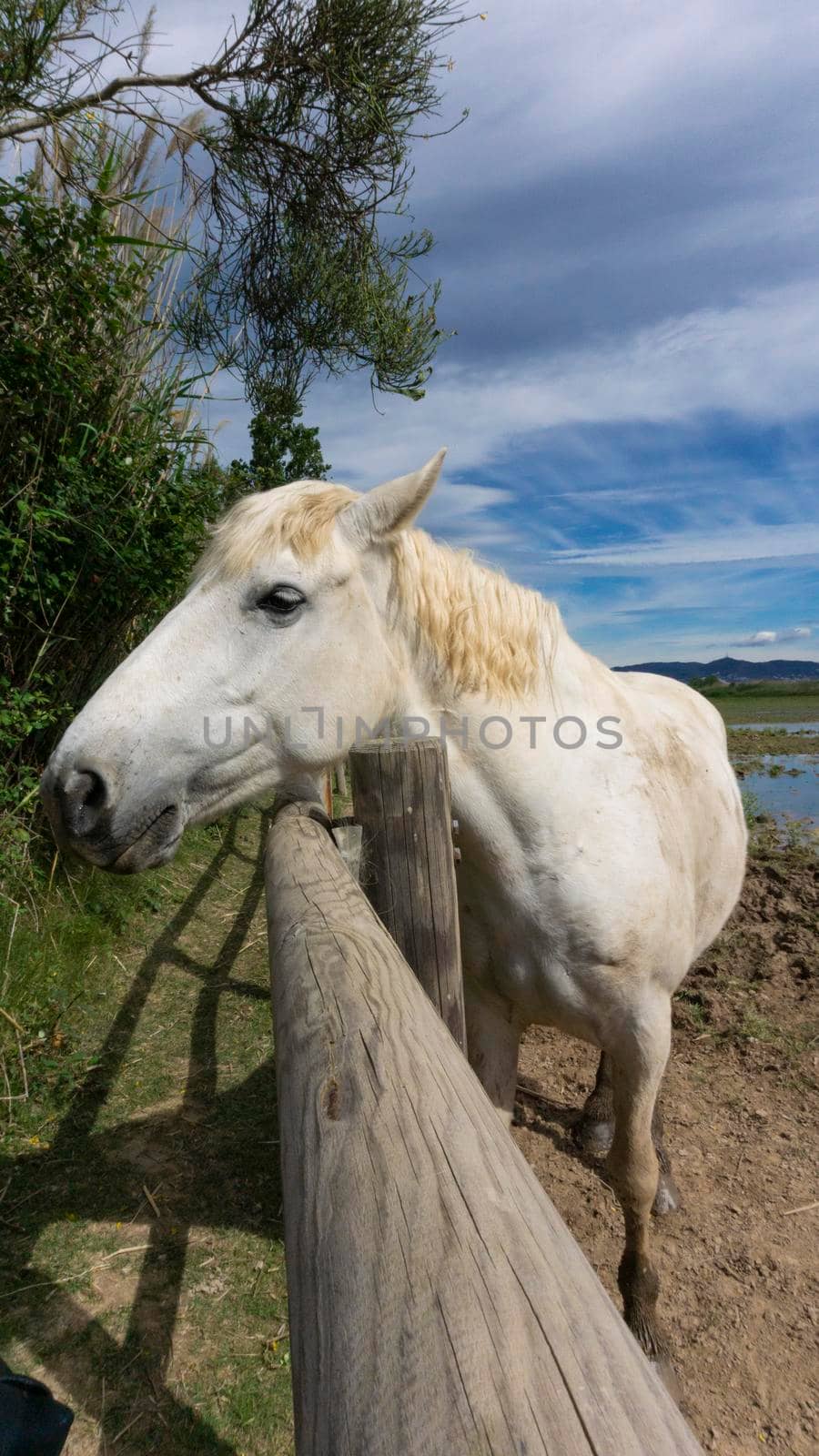 Horse resting behind the fence in a field in Barcelona. by loopneo