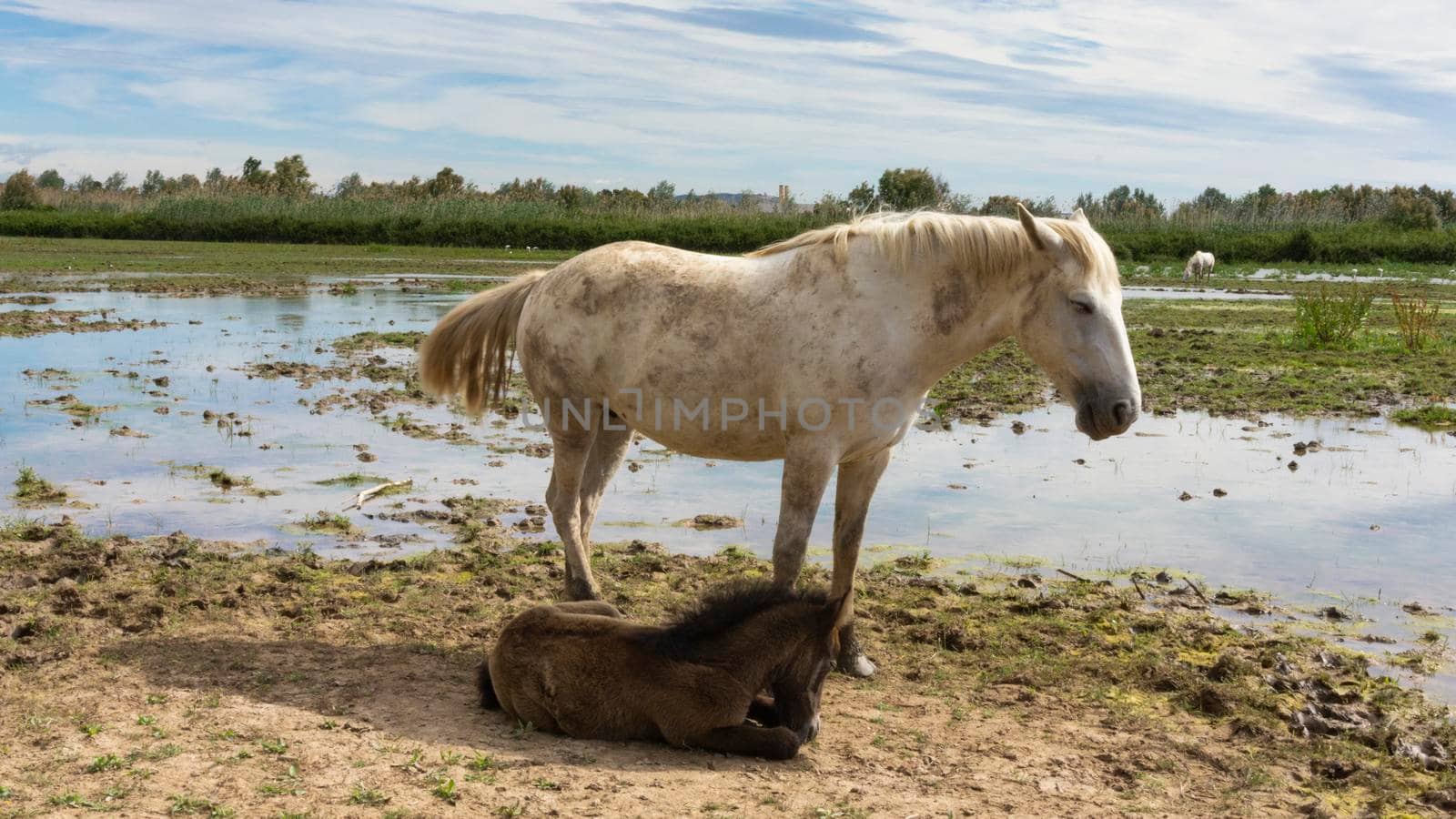 Female horse with her foal resting in a field in Barcelona, Spain.