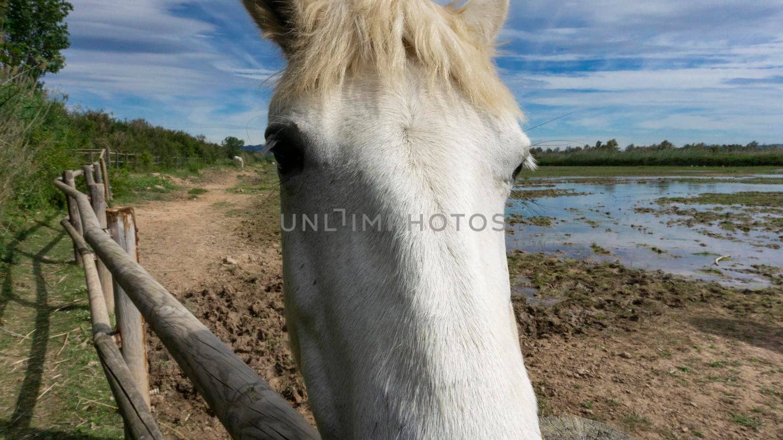 Horse resting behind the fence in a field in Barcelona. by loopneo