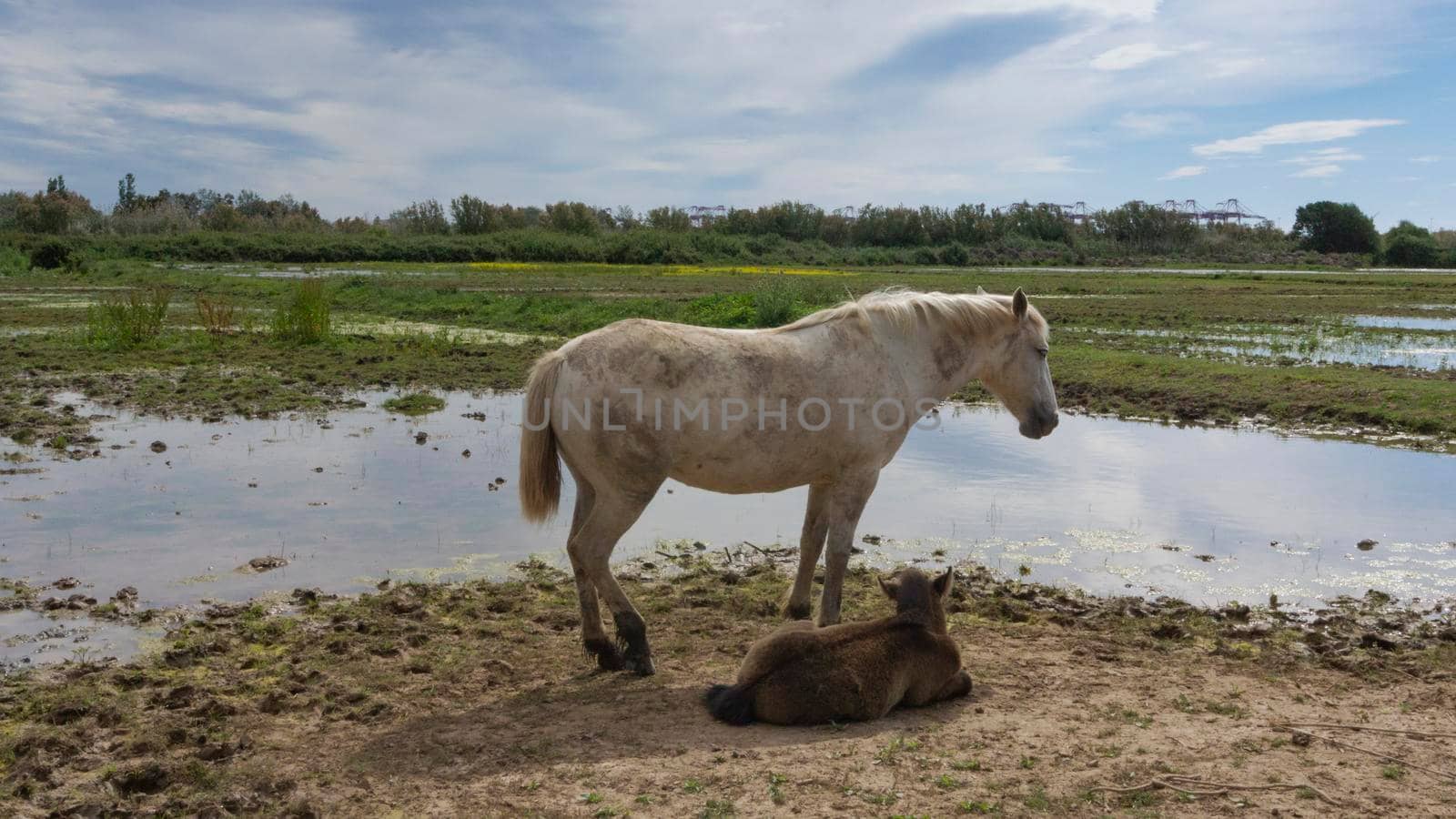 Female horse with her foal resting in a field by loopneo