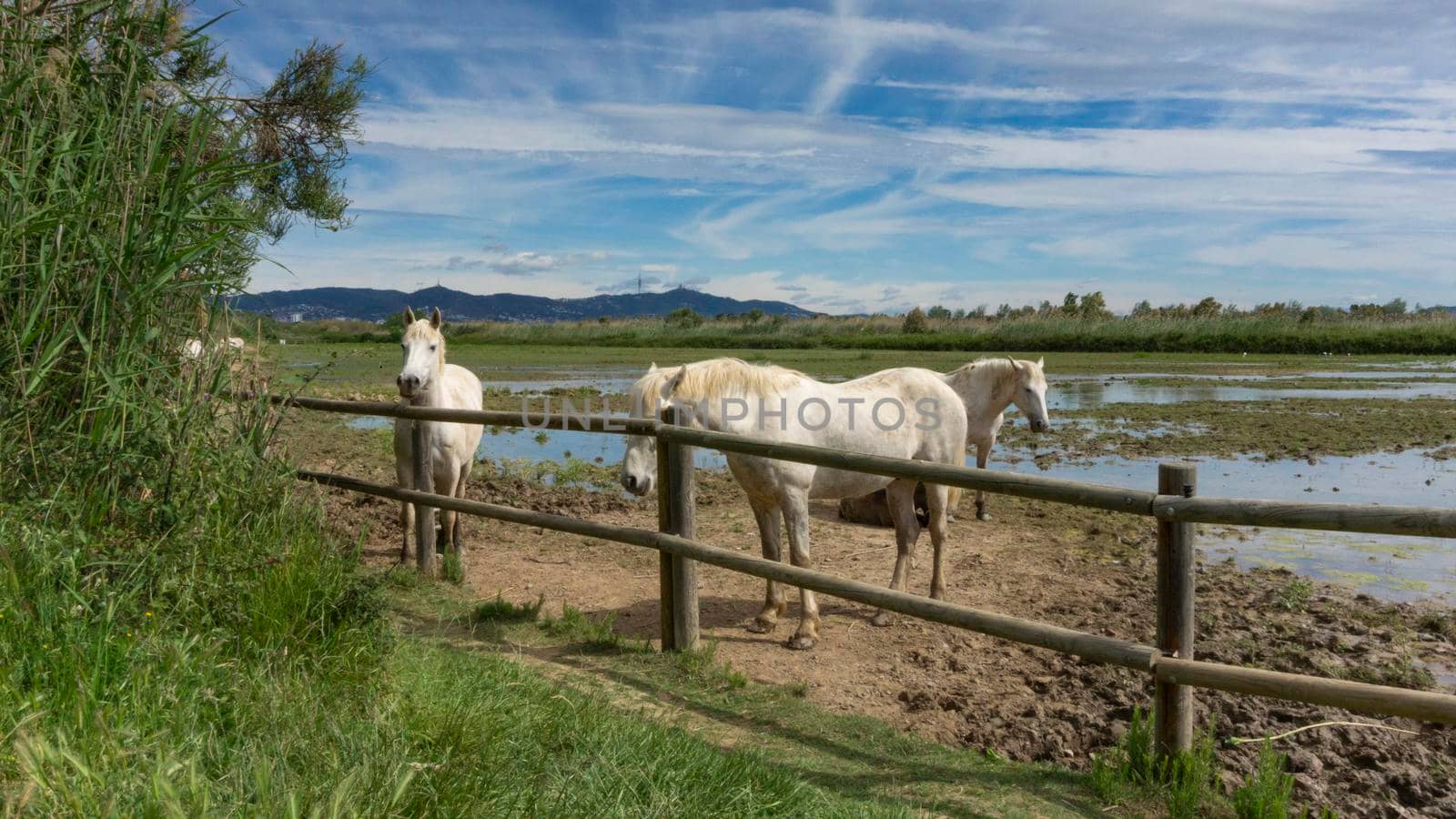 Horse resting behind the fence in a field in Barcelona, Spain.