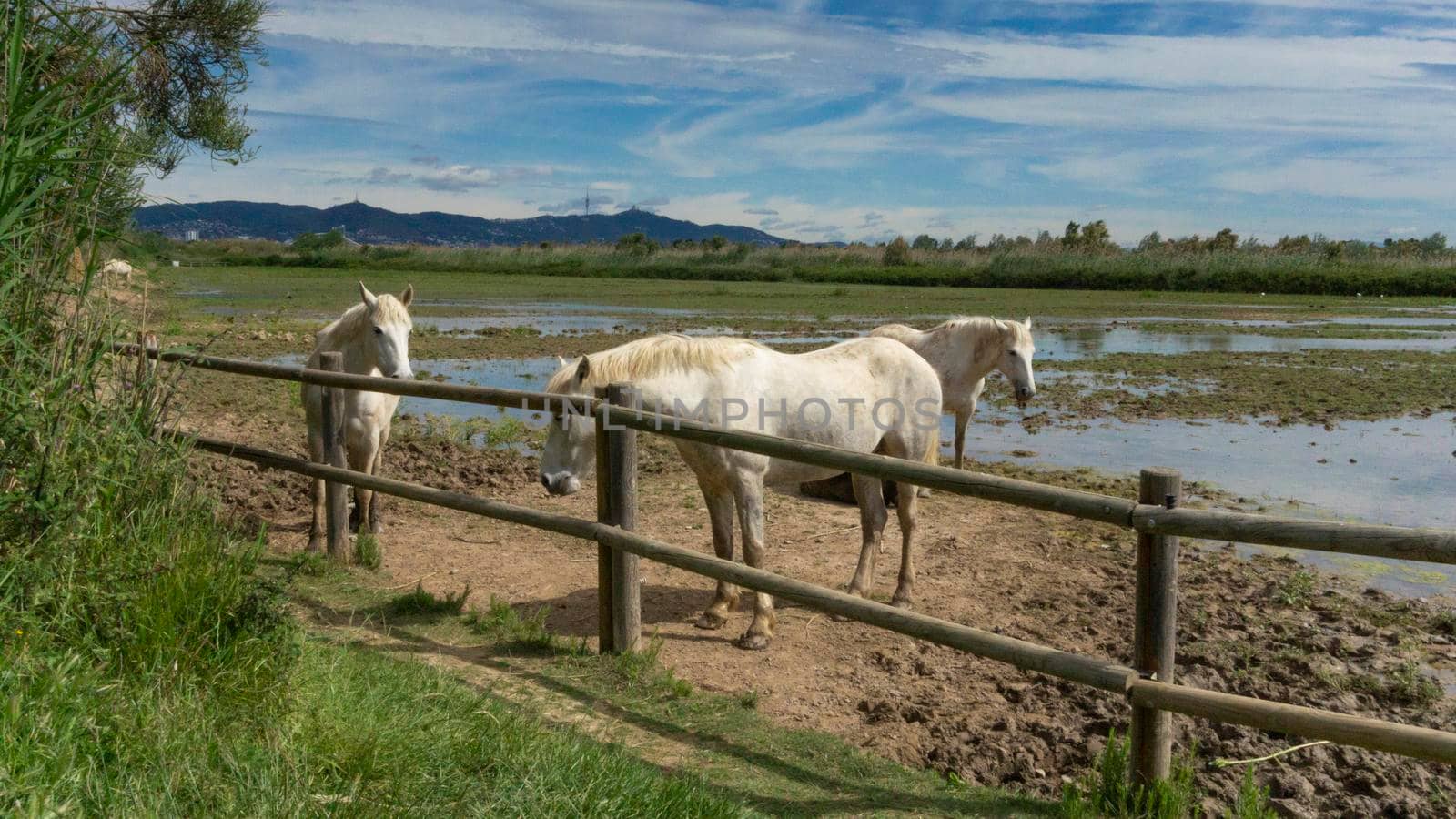 Horse resting behind the fence in a field in Barcelona. by loopneo