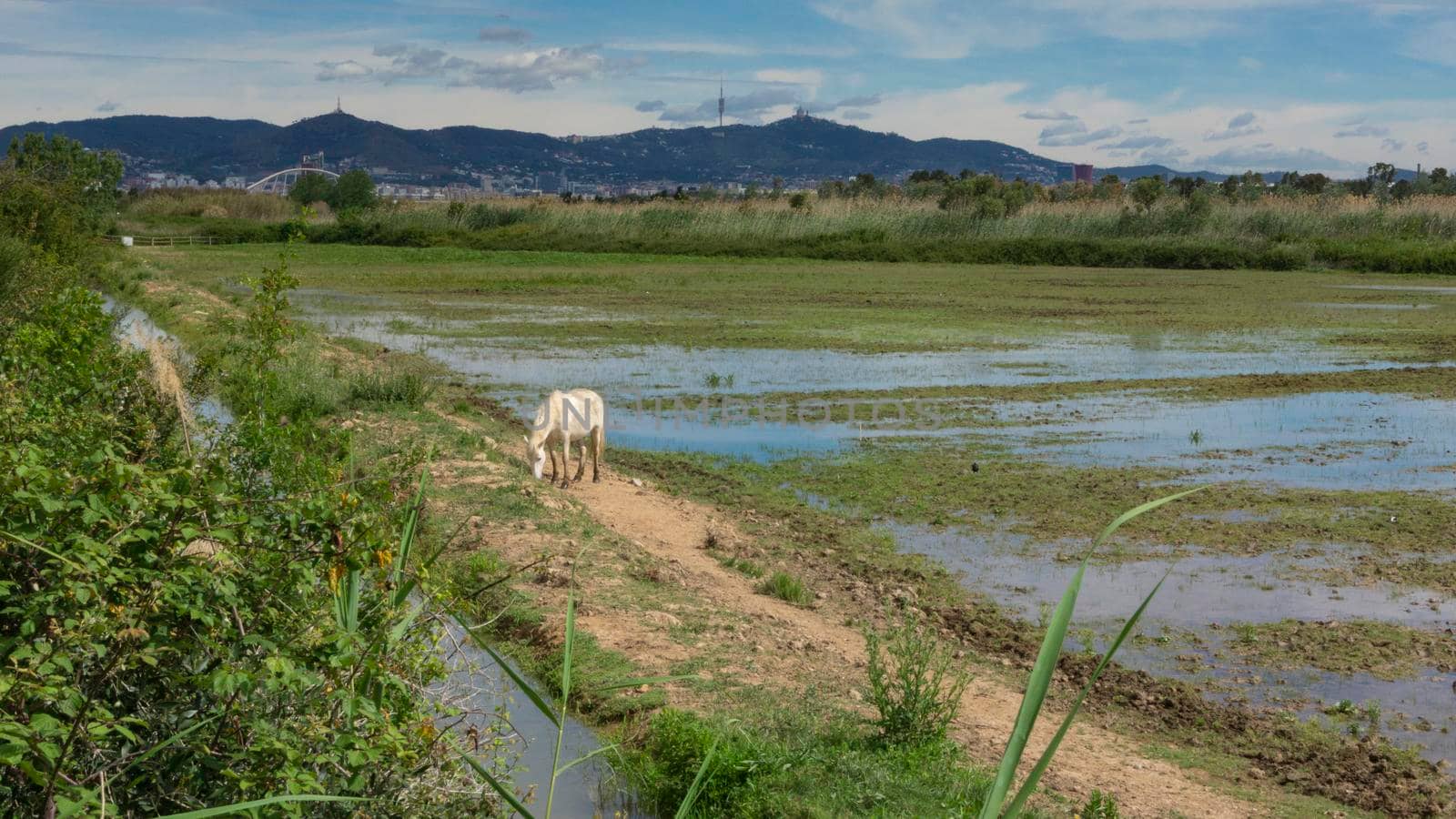 Horse resting behind the fence in a field in Barcelona, Spain.