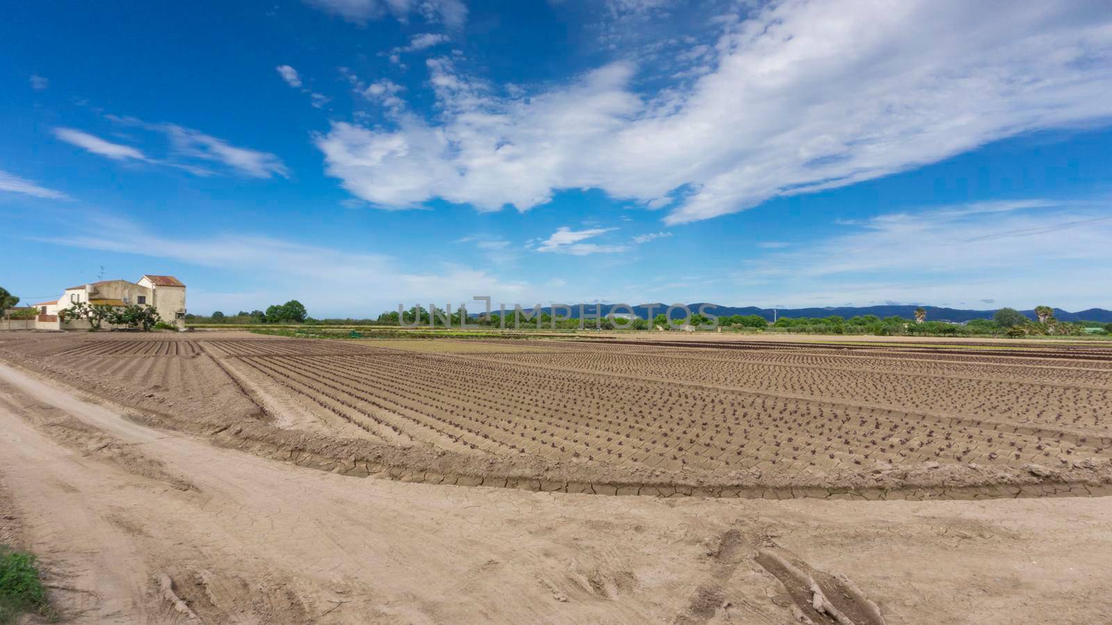 field dedicated to growing vegetables on a farm on the outskirts of Barcelona in Spain