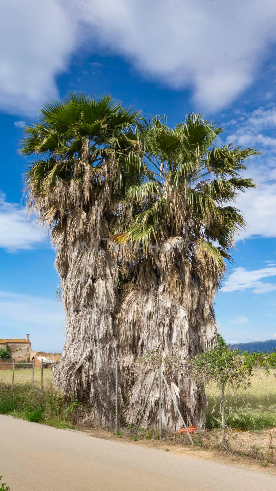 wild palm tree natural park on the outskirts of barcelona by loopneo