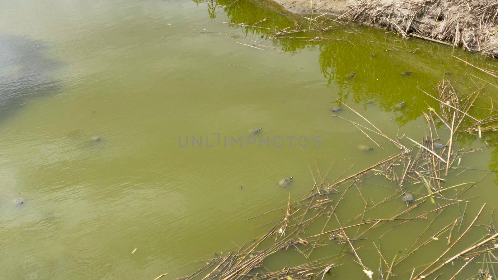 Turtles invasive species natural park on the outskirts of the city of barcelona in spain. El prat del llobregat