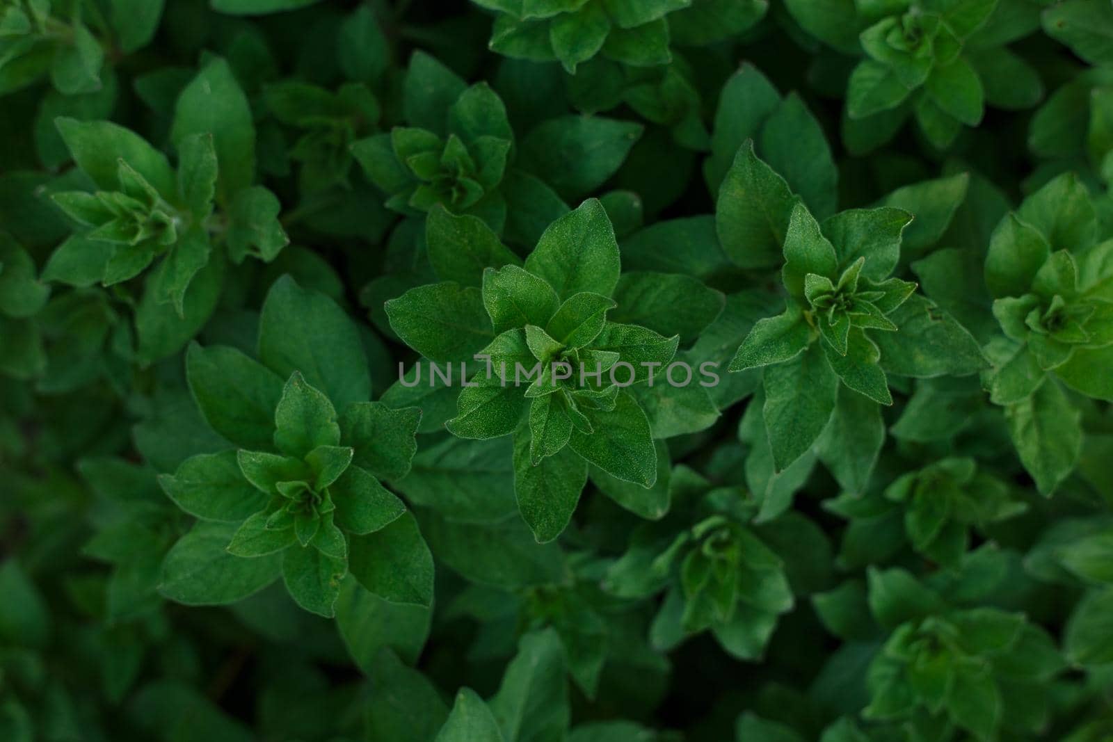 Selective focus, close up of green leaves foliage on dark background. Top view of growing plant. Concept of nature background template with space for text