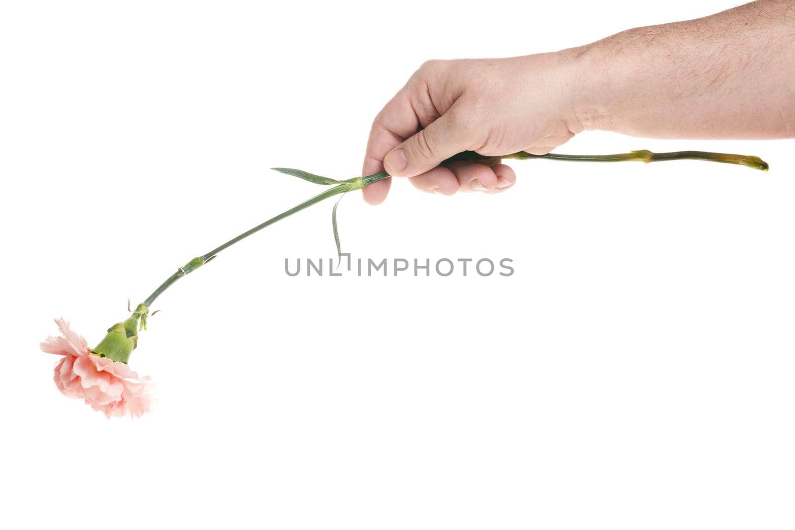 Hand holds a carnation flower on a white background, a template for designers. Close up