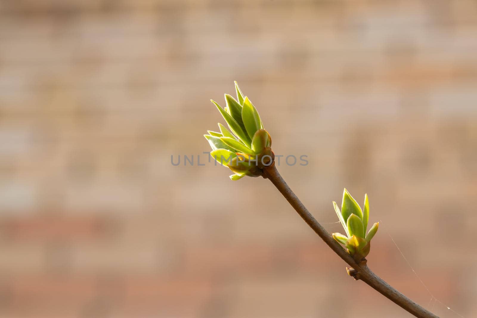 Lilac buds on a branch in early spring in March or April with sun exposure horizontal format with copy space. Photo of a reviving blossoming nature