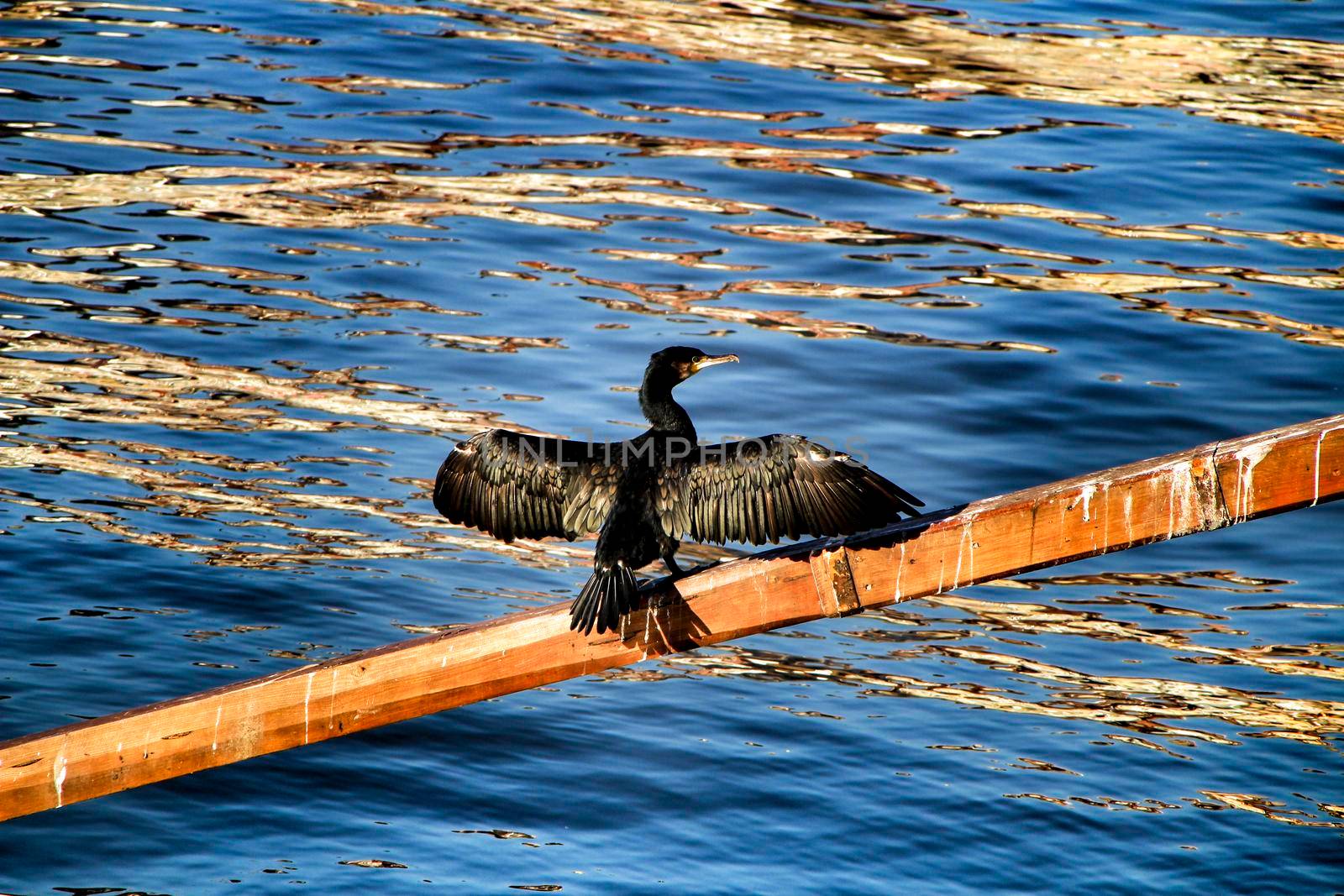Beautiful Black cormorant sunbathing and resting on the banks of the Douro River in Oporto, Portugal