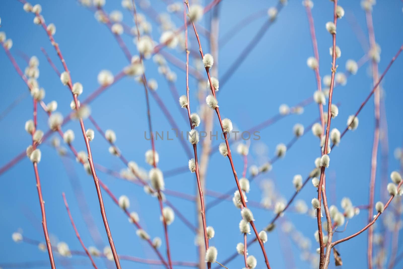 Fluffy branches of pussy willow blossomed in spring by Easter by galinasharapova