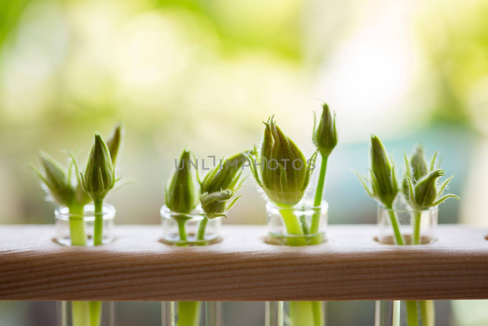 Unopened buds of zucchini flowers in test tubes with water. Excess buds of barren flowers are removed from plants for better fruiting