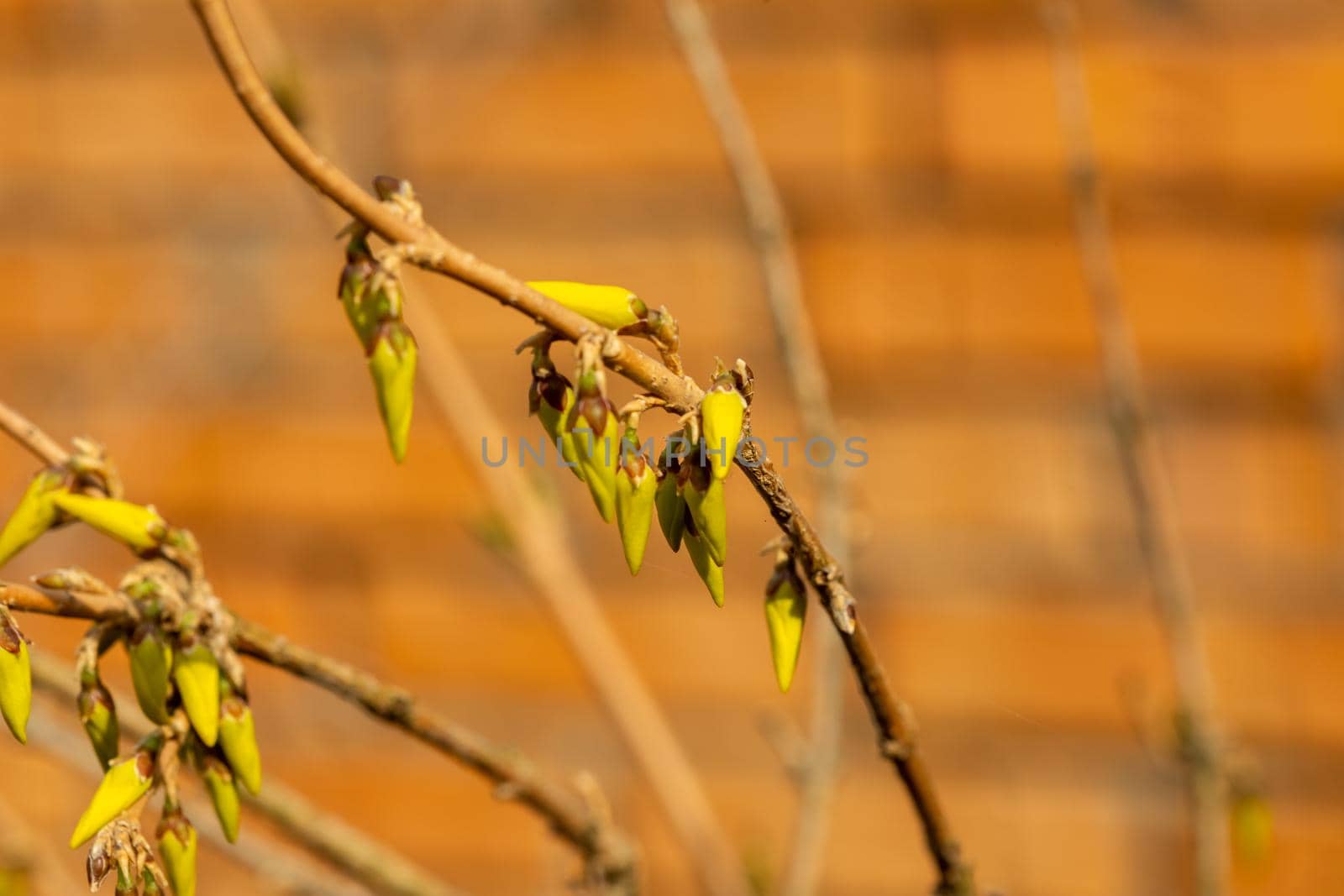 Buds and flowers of yellow forsythia against the background of bare branches of a bush on a blurred background horizontal photo