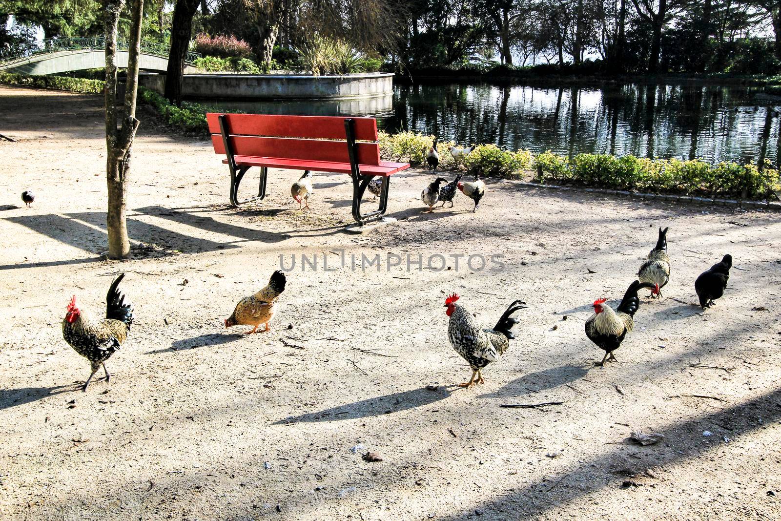 Chickens walking next to a Red bench looking at the pond in the Idyllic Crystal Palace Garden in Oporto, Portugal