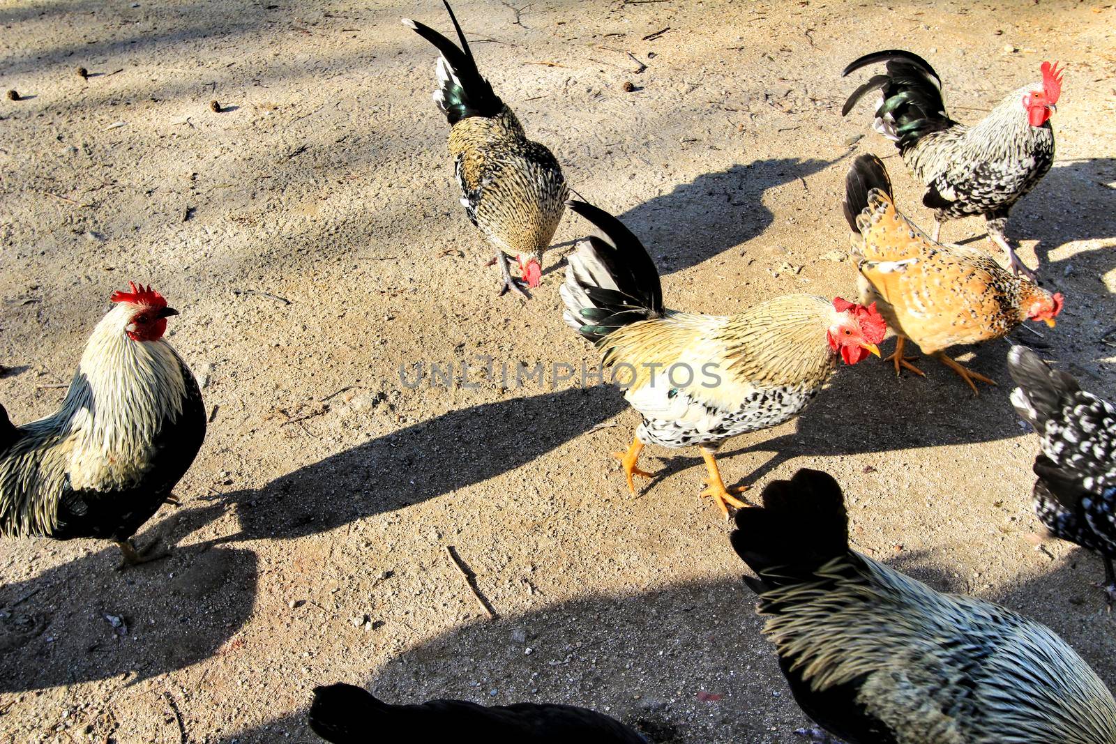 Roosters grazing outdoors in a Lisbon garden in winter