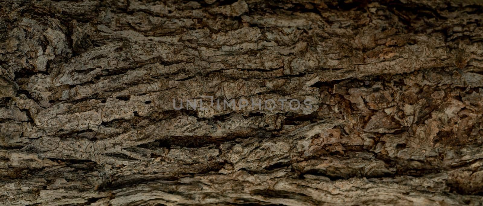 Closeup texture of old tree bark. Pattern of natural tree bark abstract background. Rough texture surface of tree trunk. Weathered natural wood skin. Dirt skin of wooden. Detail of brown tree bark.