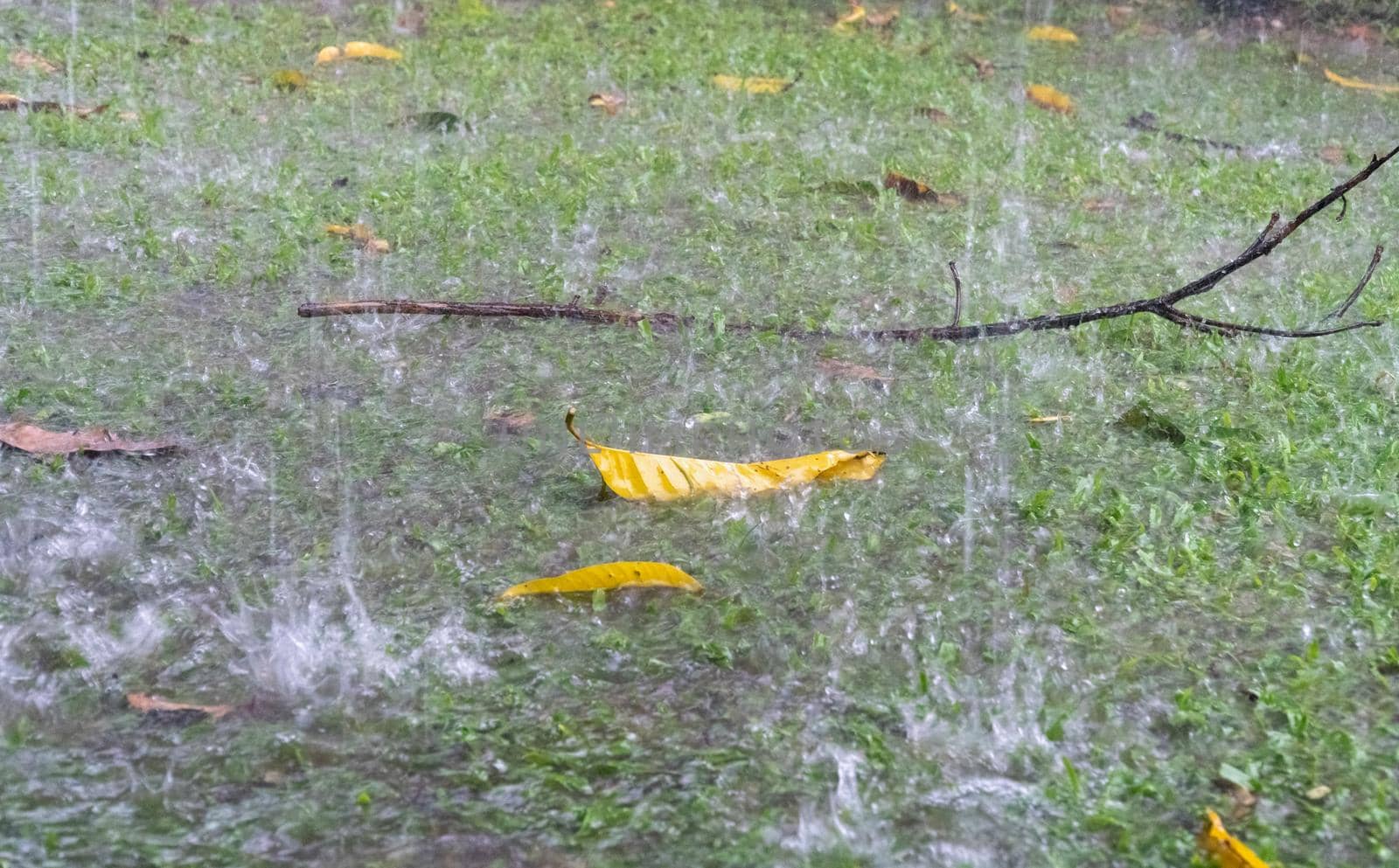 Heavy rain and storm cause flooded backyard by toa55