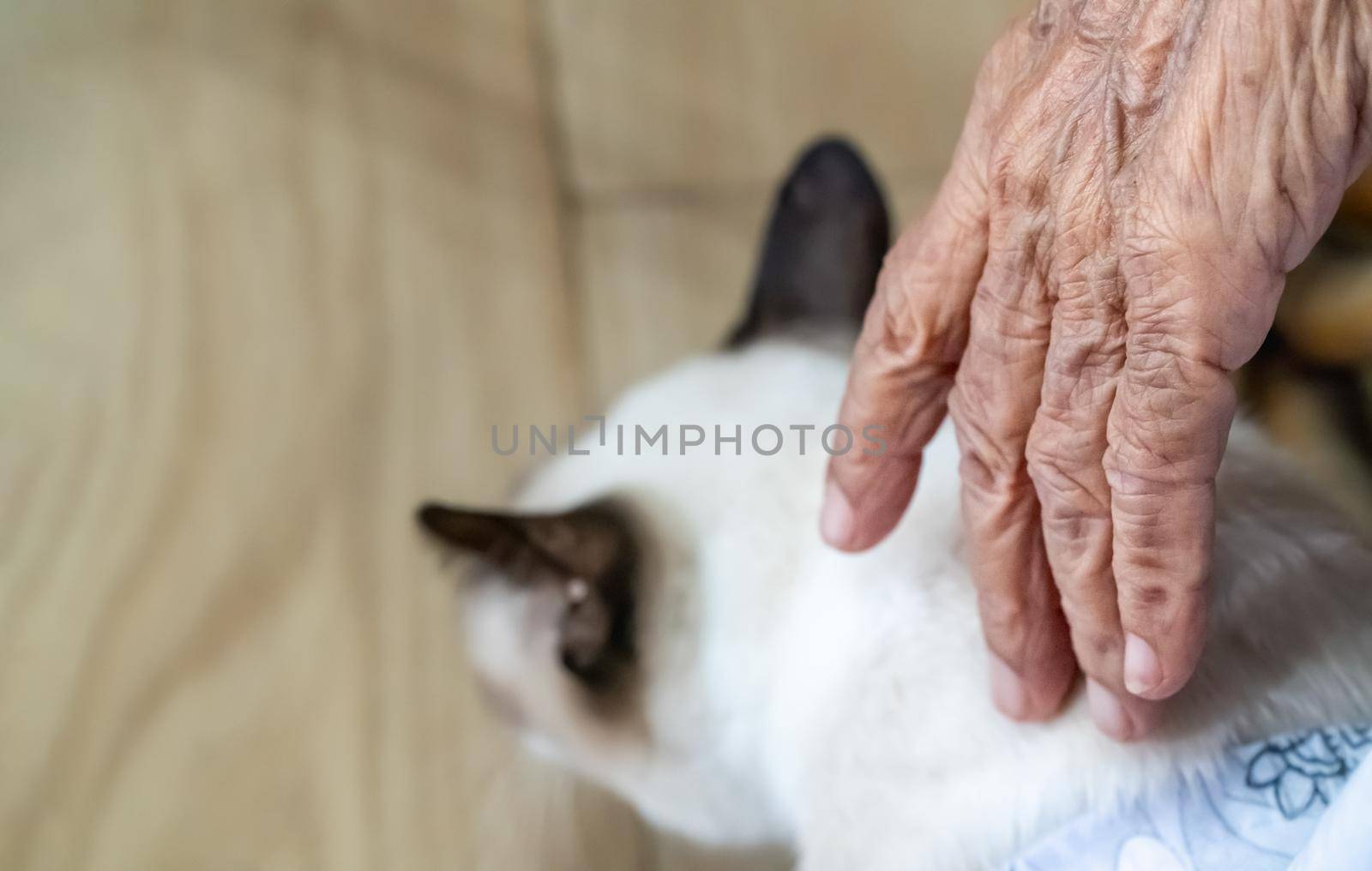 Pet therapy for elderly people by toa55