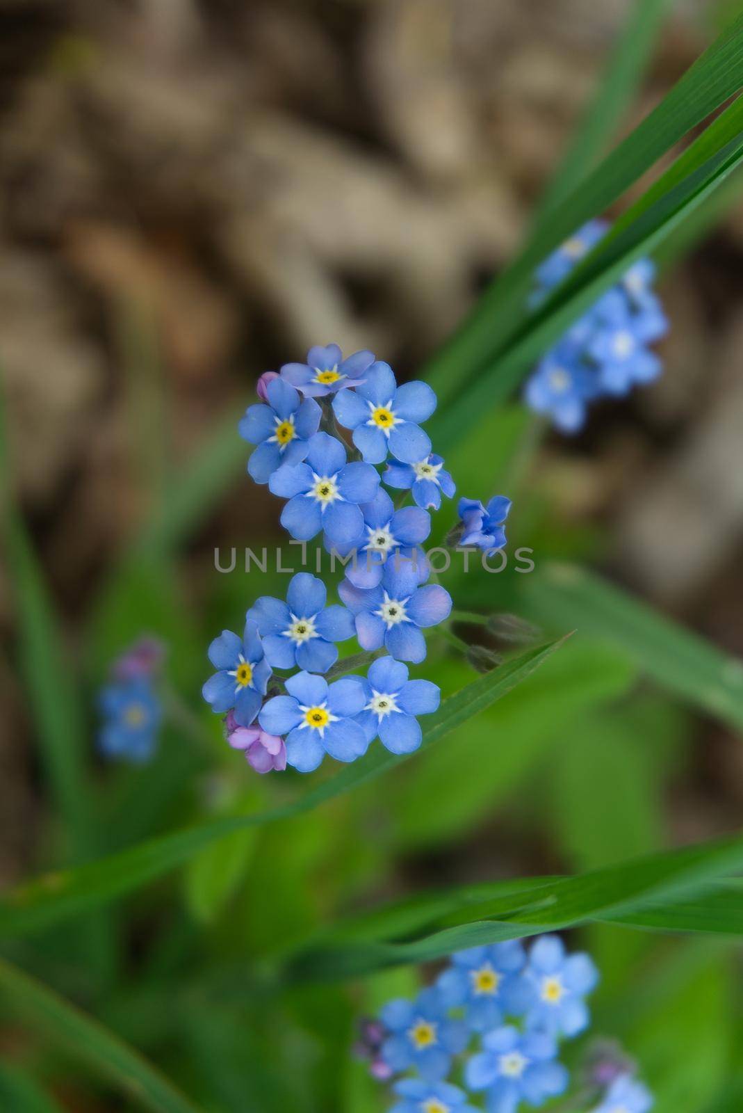 Myosotis alpestris - beautiful small blue flowers known as Forget Me Not