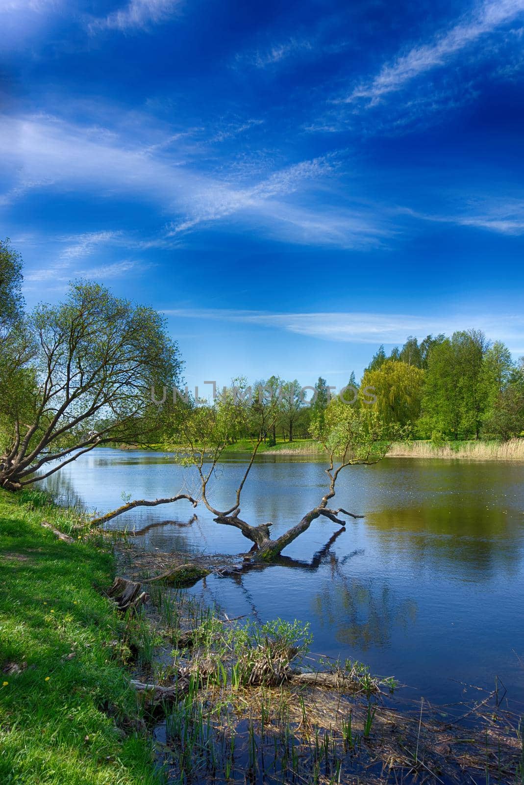Old submerged tree in a tranquil river in spring with young green leaves on the trees and a sunny blue sky reflected in the water