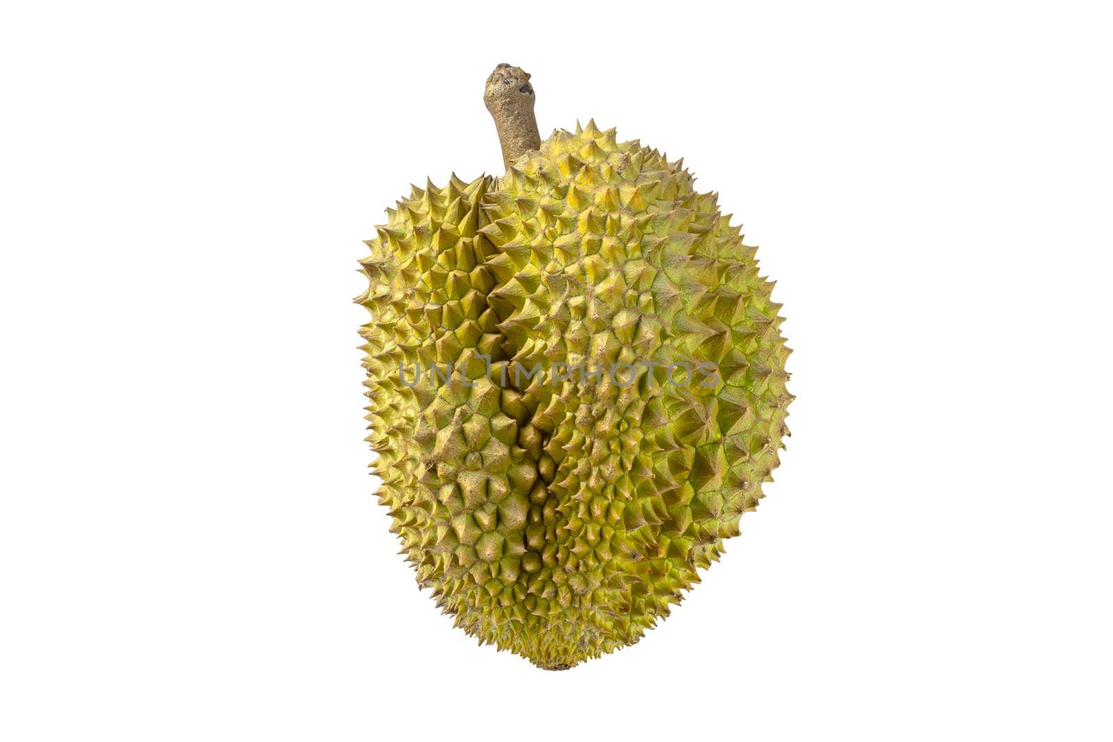 Ripe durian isolated on white background by wattanaphob