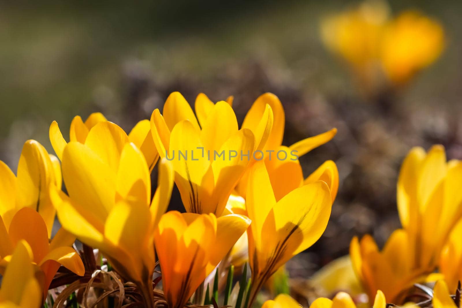 Spring in the garden. Blooming yellow crocus flowers on sunny day.