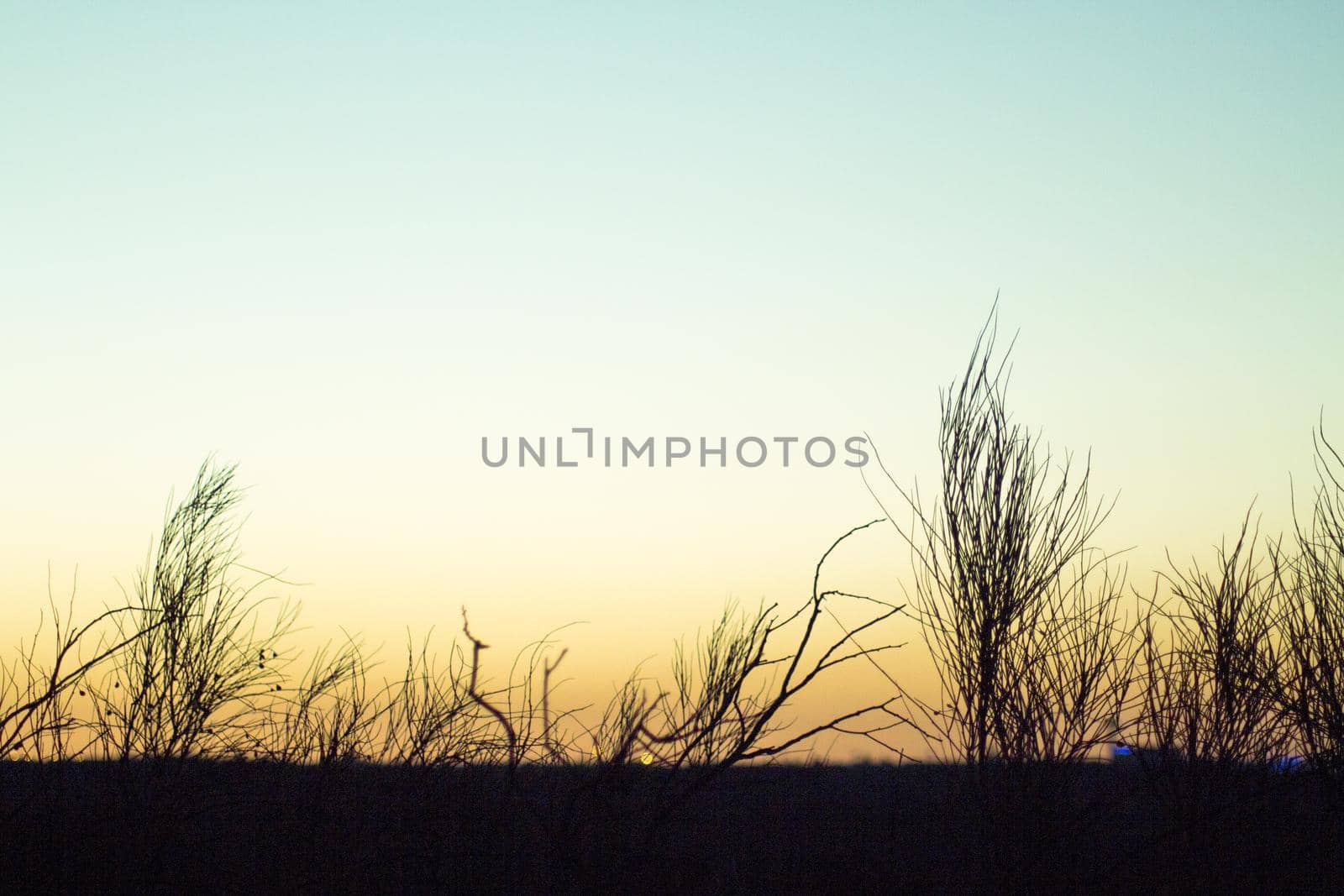 Sunset landscape with tree branches in silhouettes. Feeling of peace and tranquility