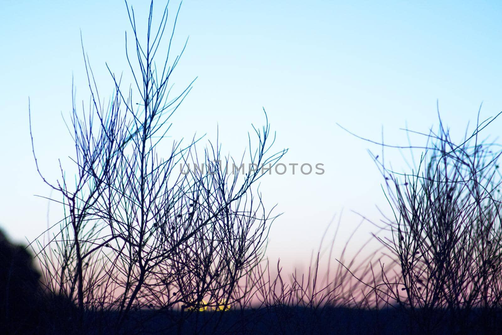 Sunset landscape with tree branches in silhouettes. Feeling of peace and tranquility