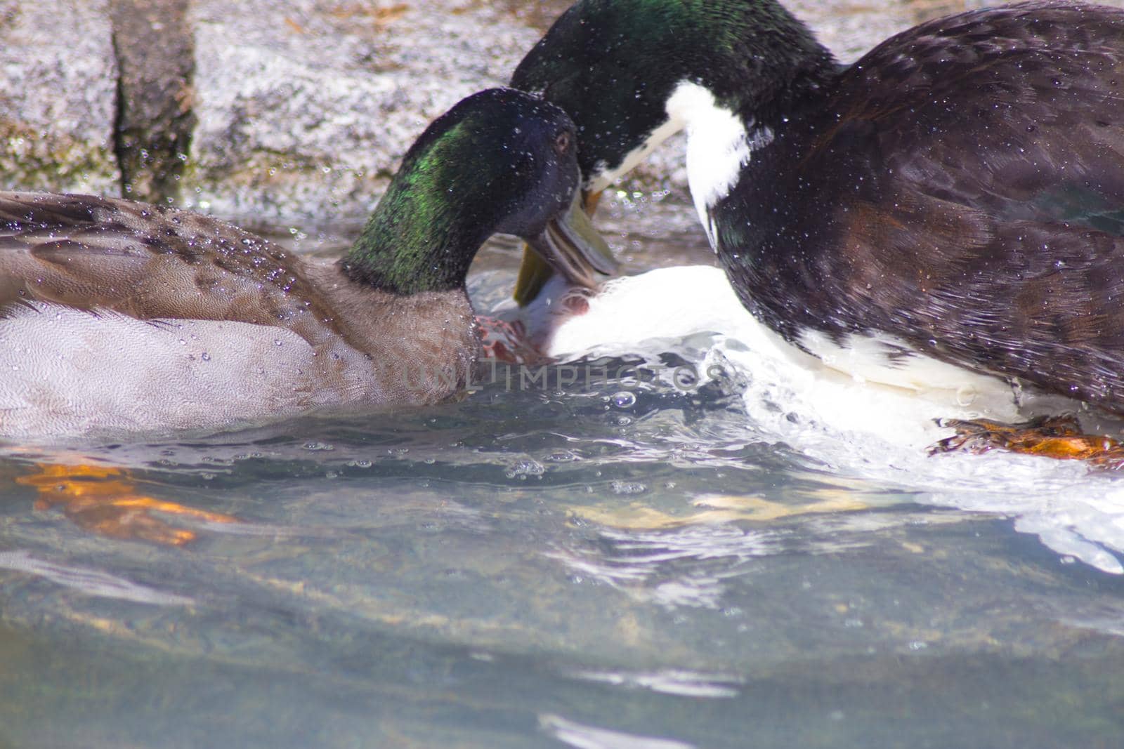 Duck living in an artificial city pond. No people