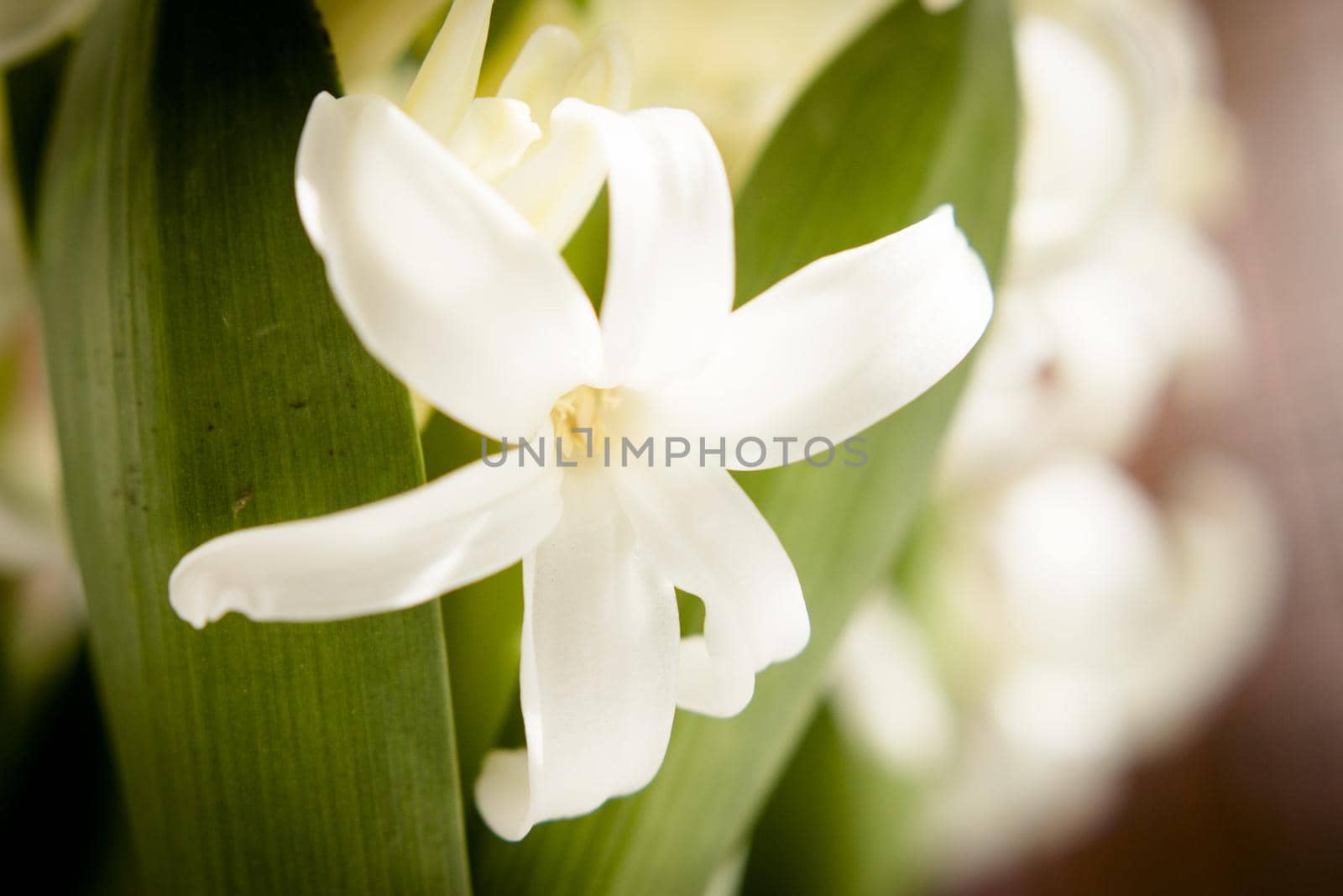 White hyacinth in full spring bloom. No people