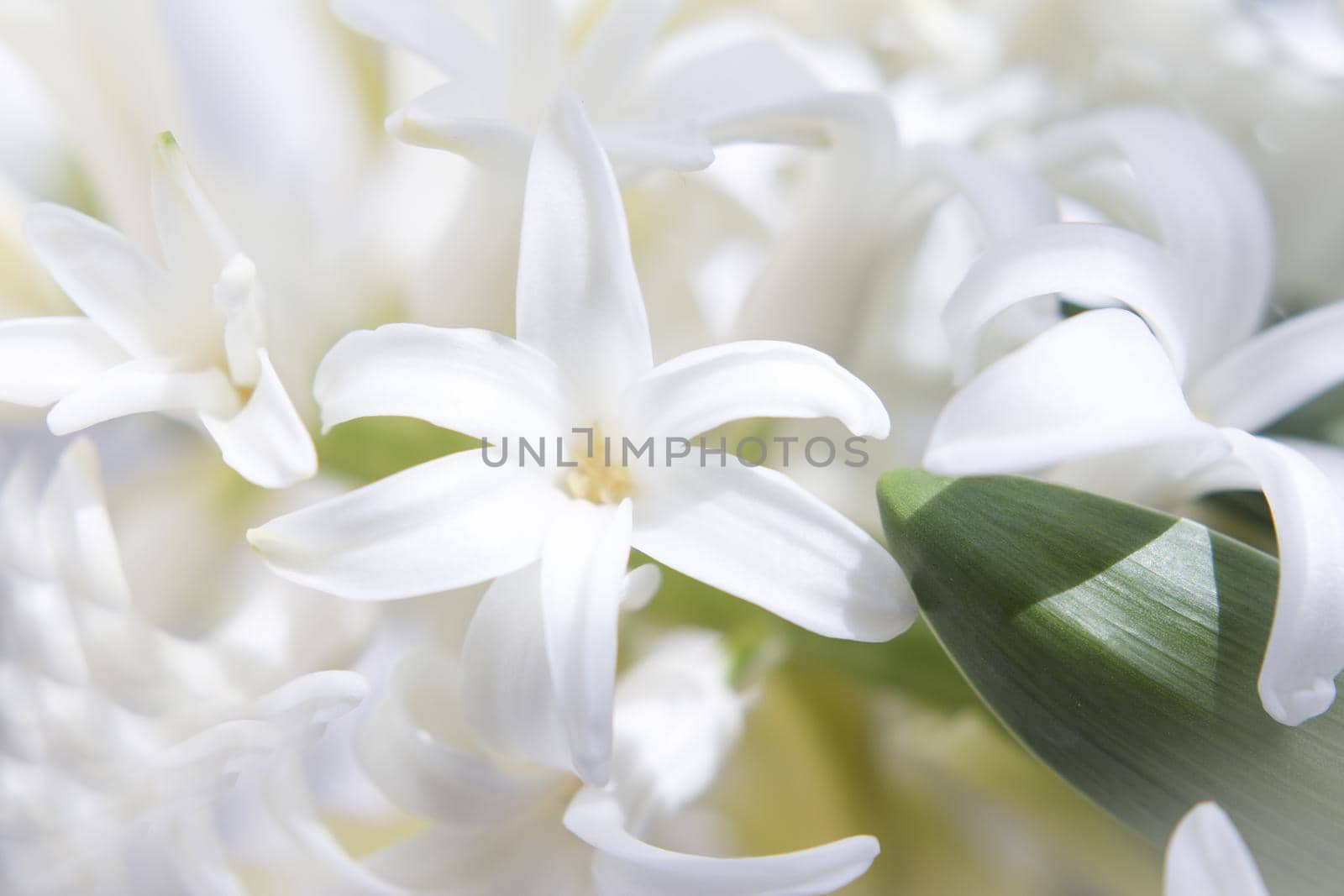 White hyacinth in full spring bloom. No people