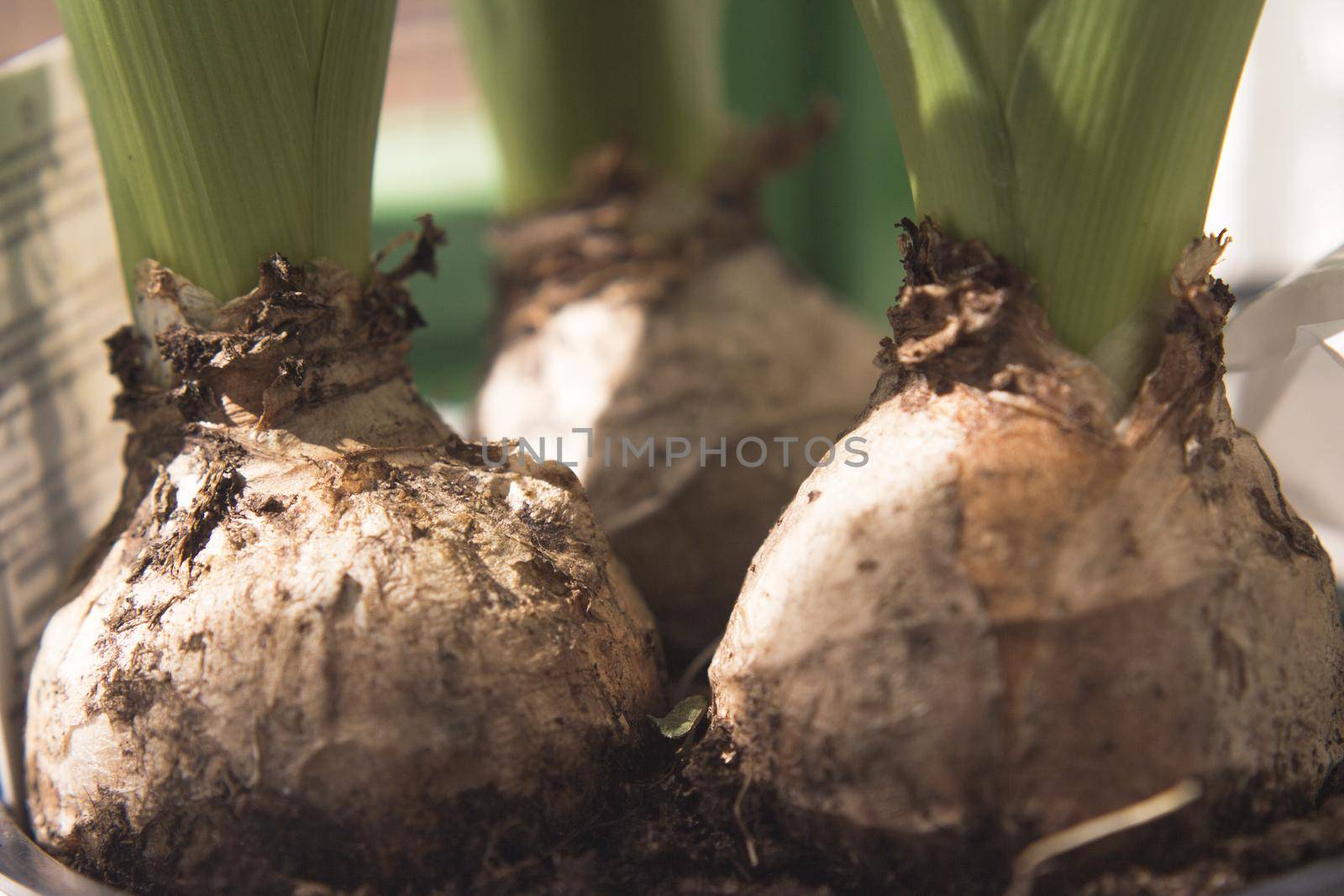 White hyacinth bulbs not yet flowering. No people