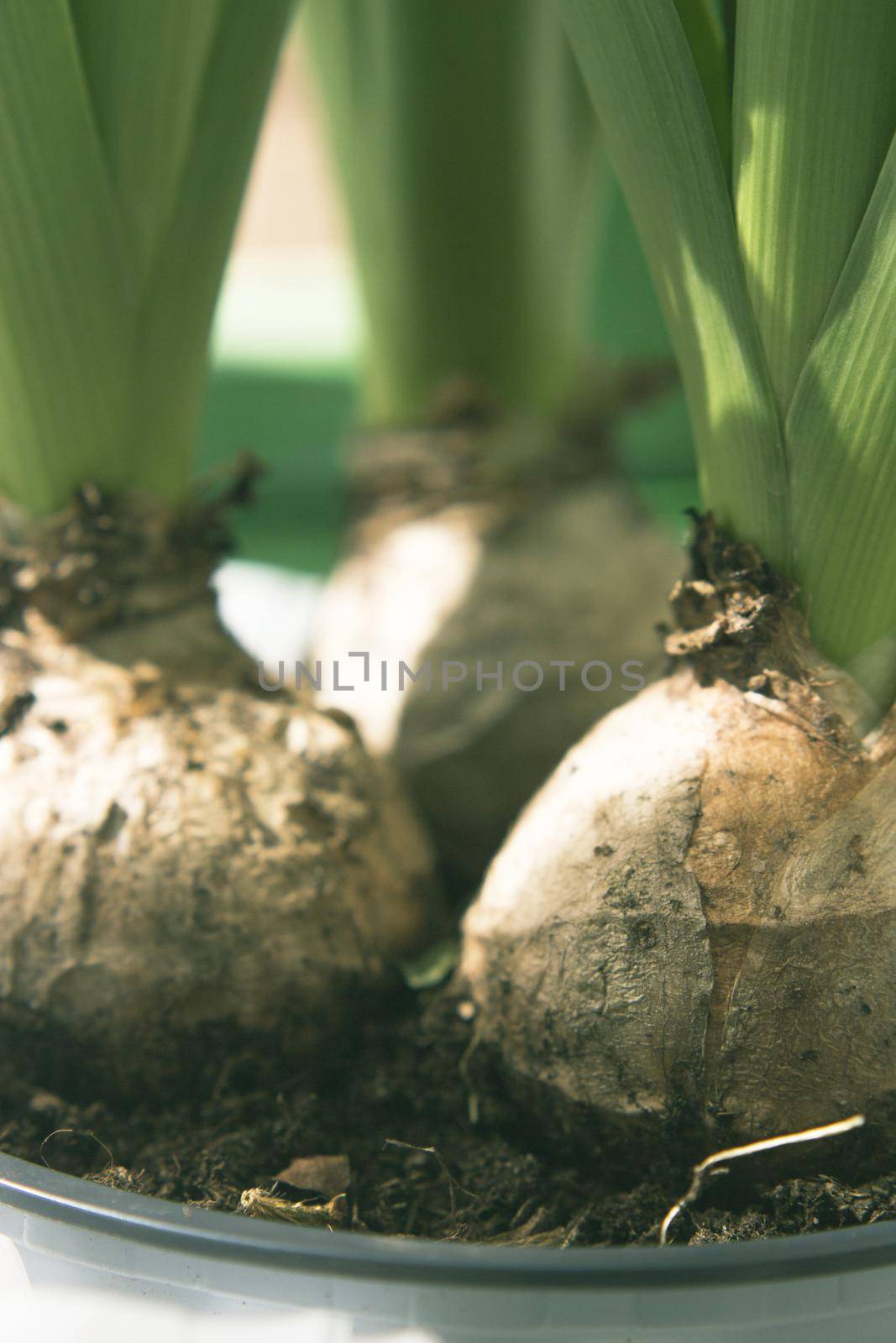 White hyacinth bulbs not yet flowering. No people