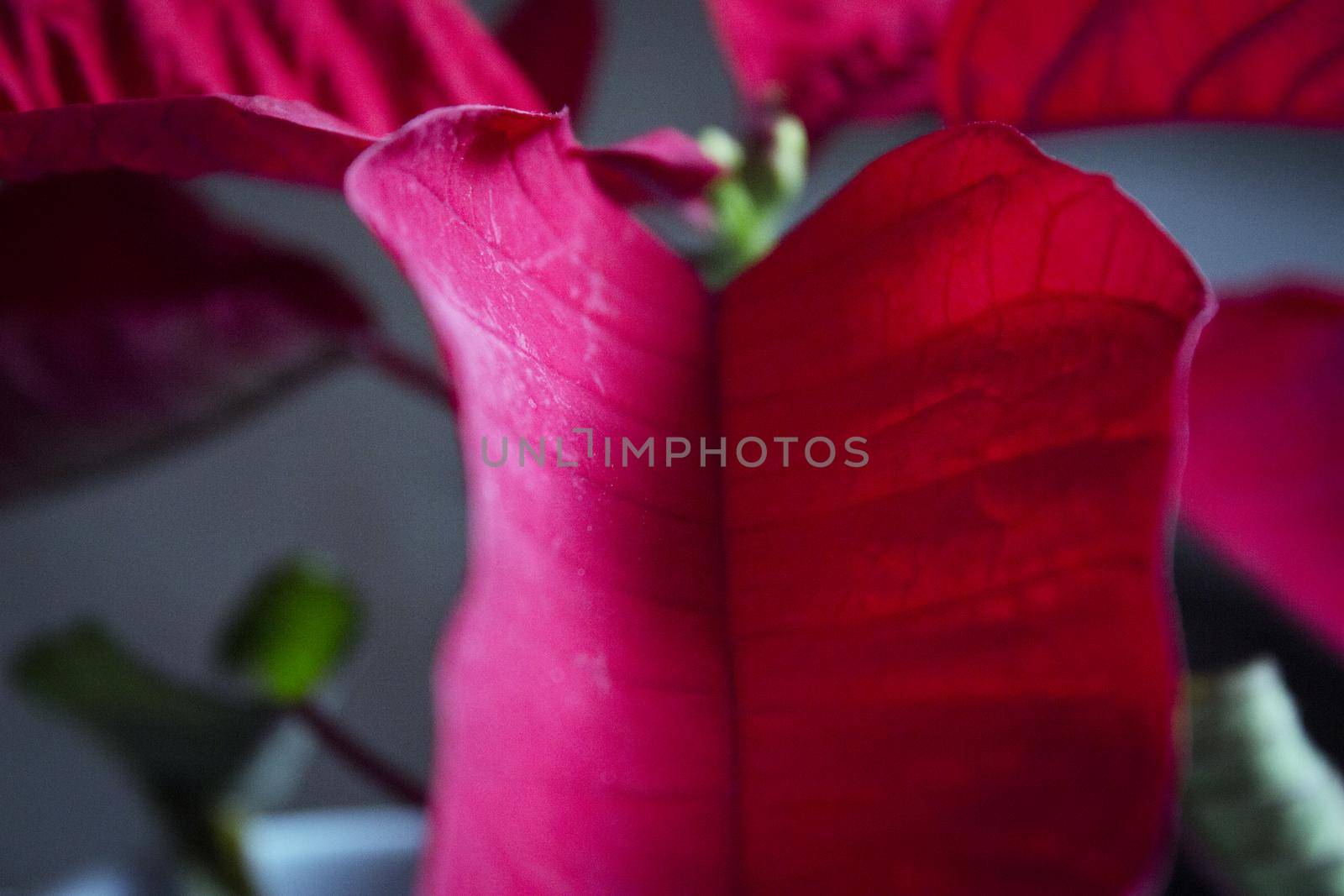 Poinsettia in red. No people. Copy space