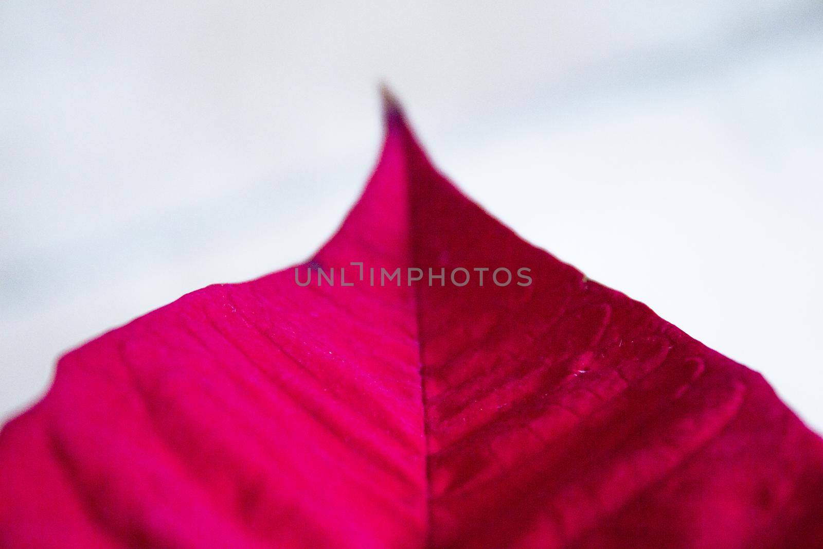 Poinsettia in red. No people. Copy space